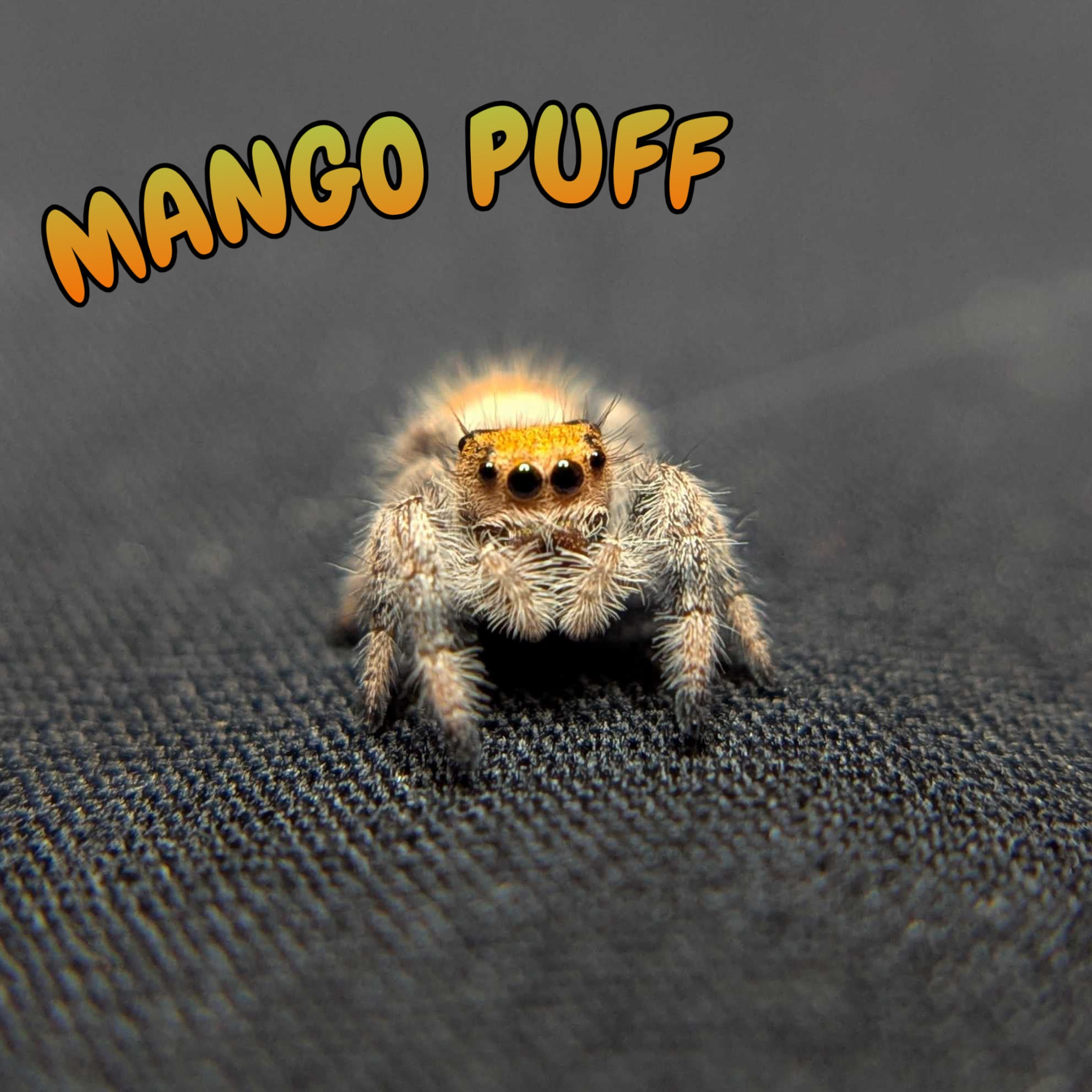 Regal Jumping Spider "Mango Puff"