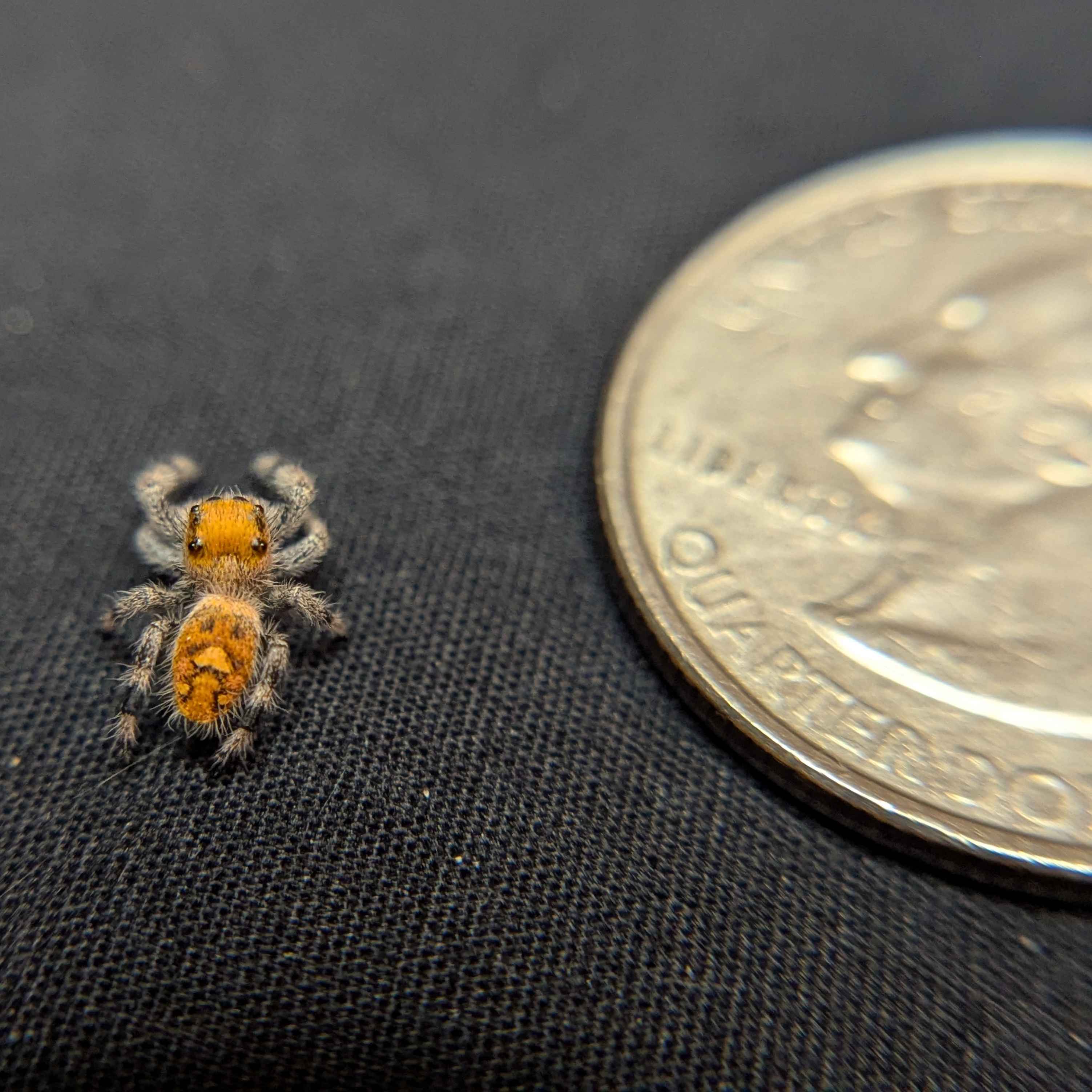 Regal Jumping Spider "Gelato"