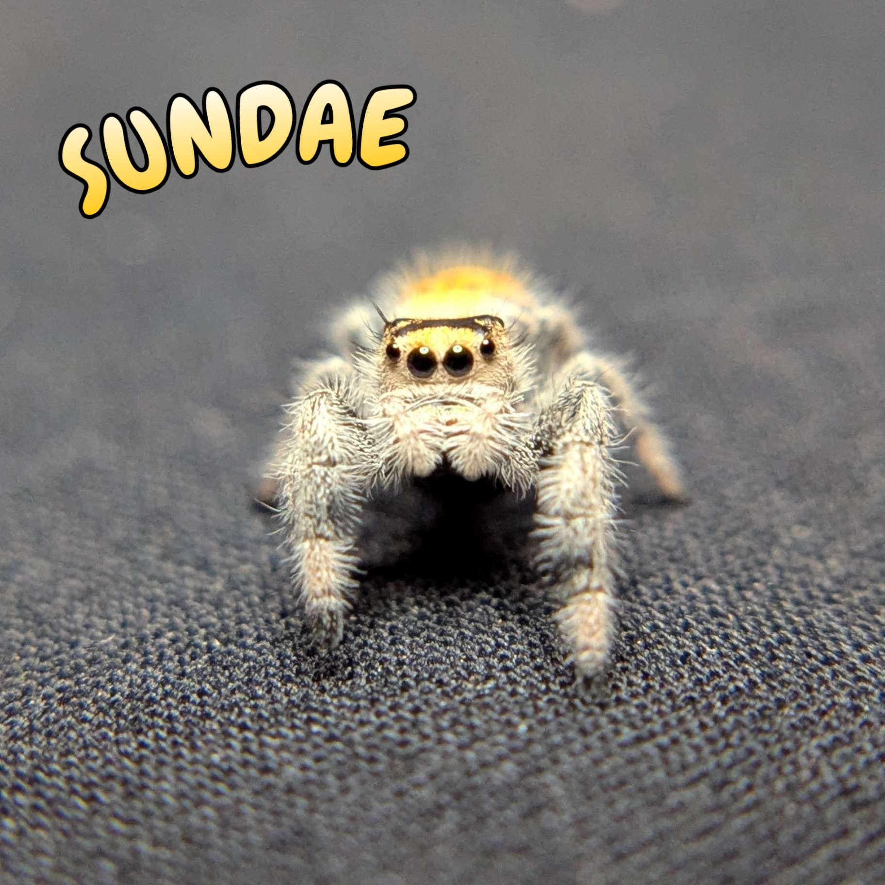 Regal Jumping Spider "Sundae"