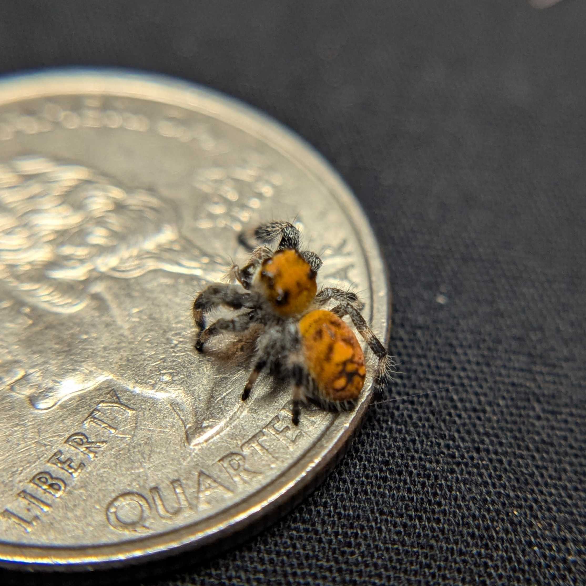 Regal Jumping Spider "Coco"