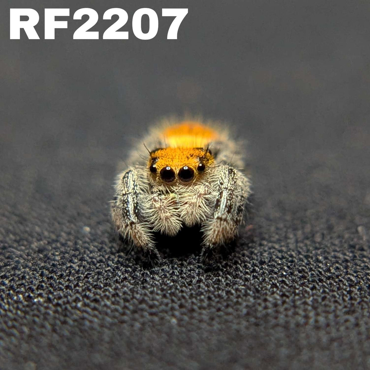 Regal Jumping Spider "Coco"