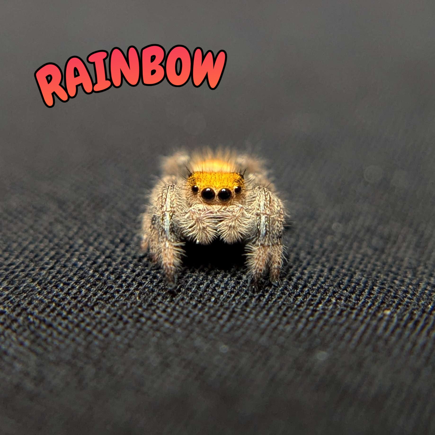 Regal Jumping Spider "Rainbow"