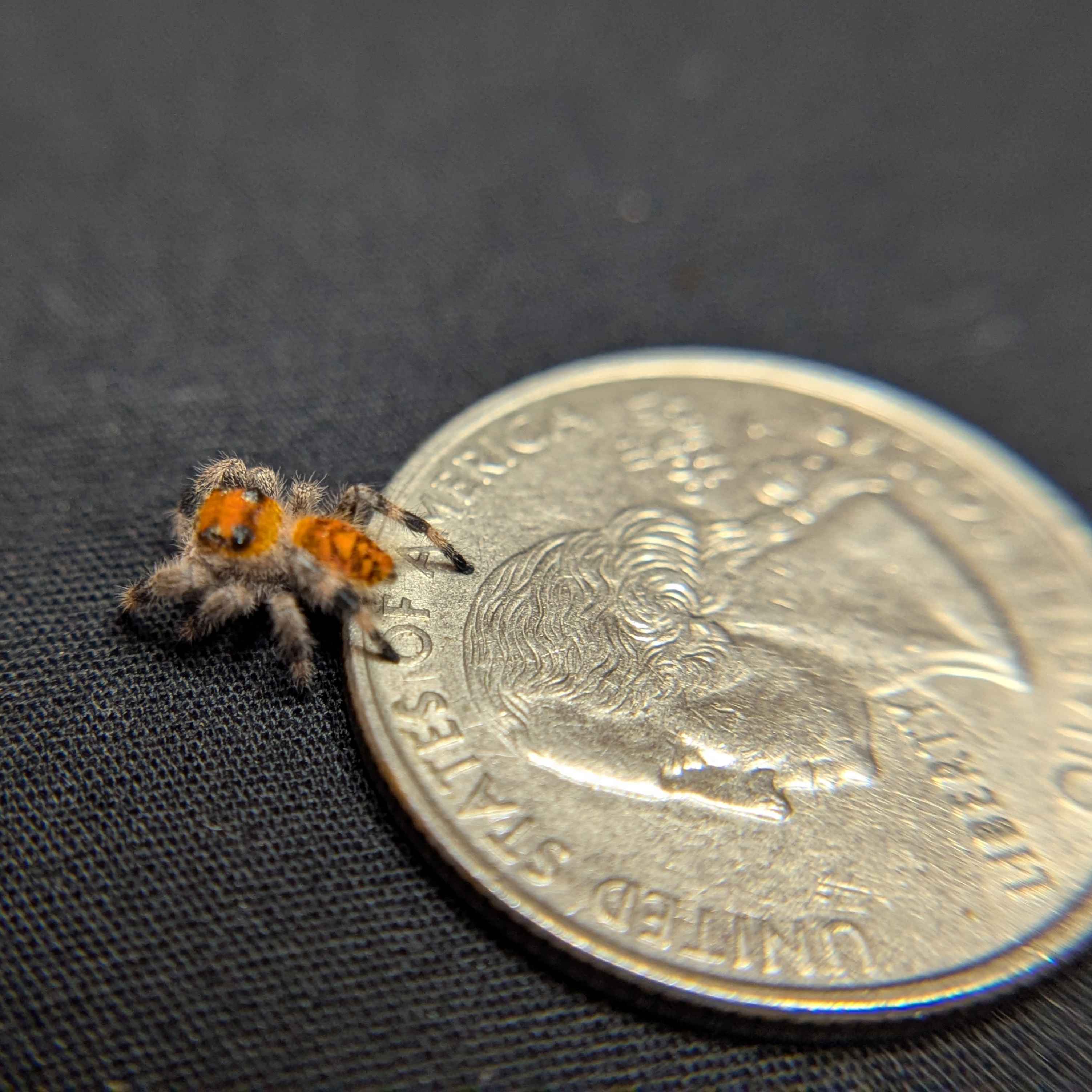 Regal Jumping Spider "Fantasy"