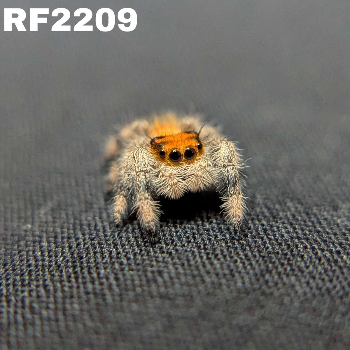 Regal Jumping Spider "Fantasy"
