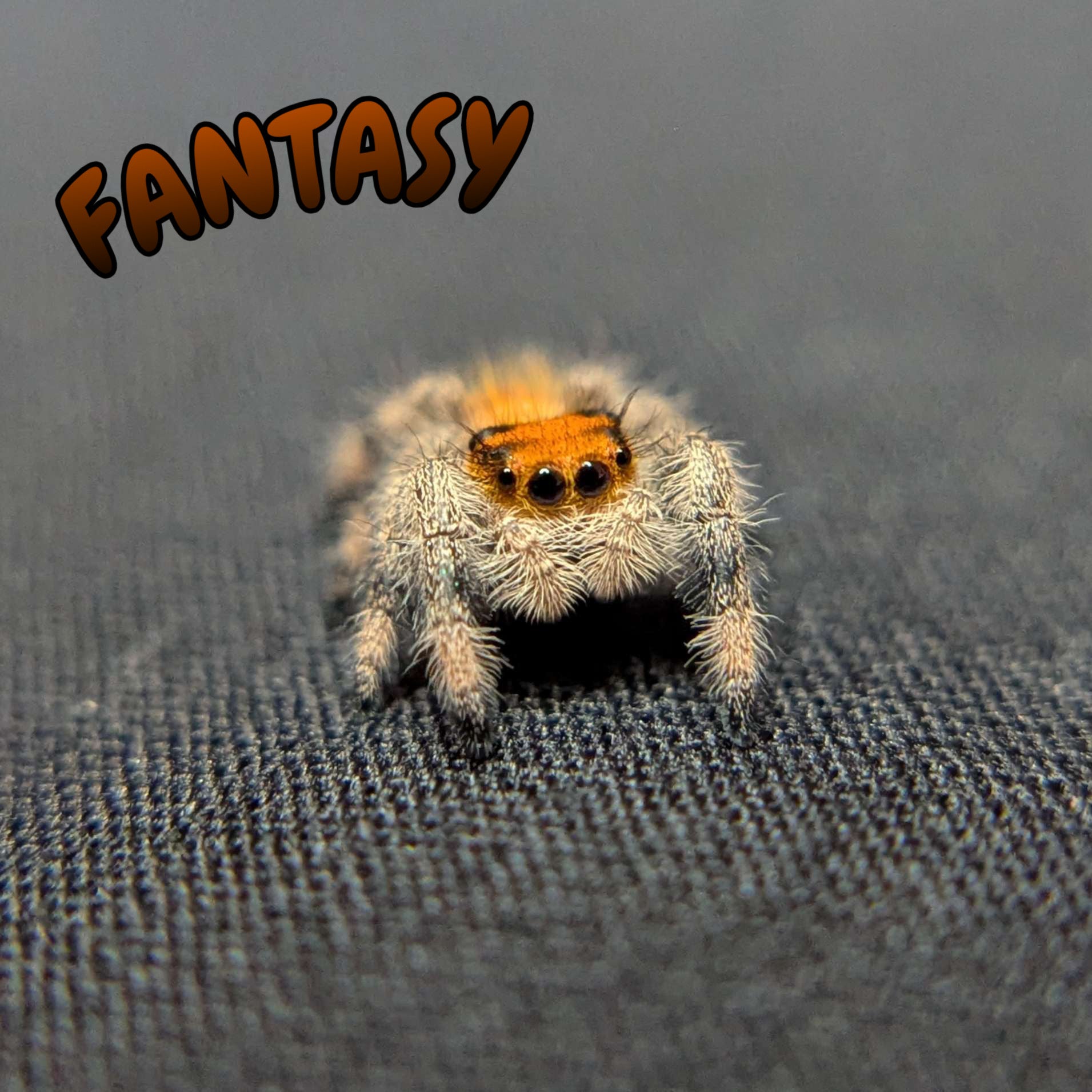 Regal Jumping Spider "Fantasy"