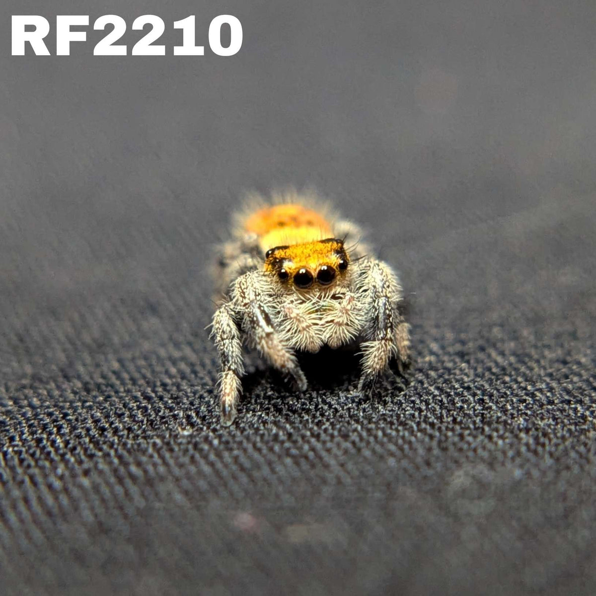 Regal Jumping Spider "Blaze"
