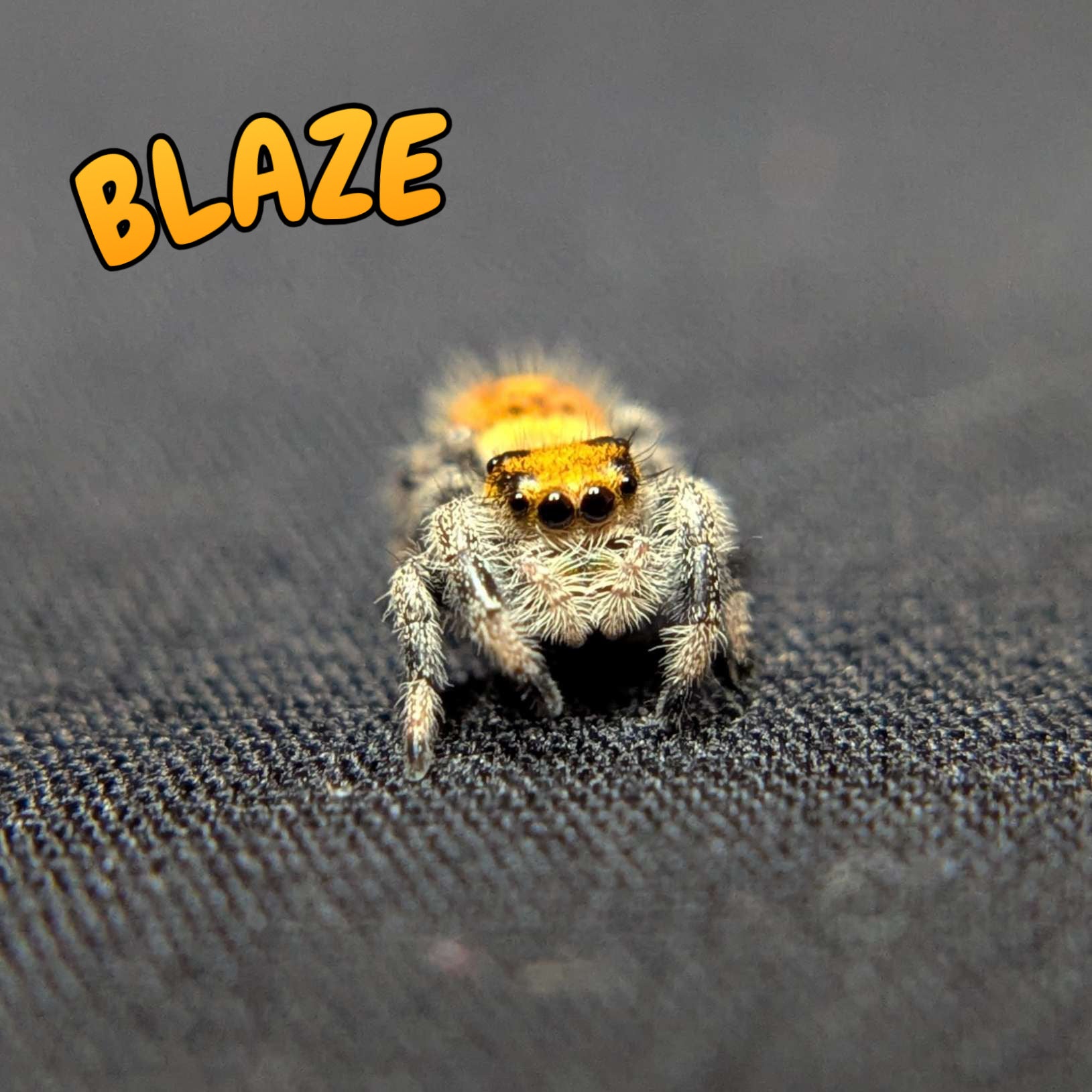 Regal Jumping Spider "Blaze"
