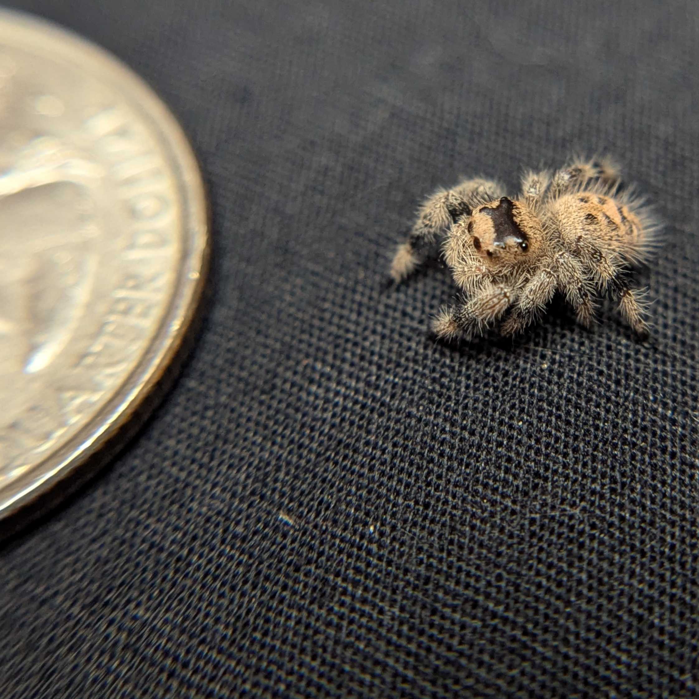 Regal Jumping Spider "Barley"