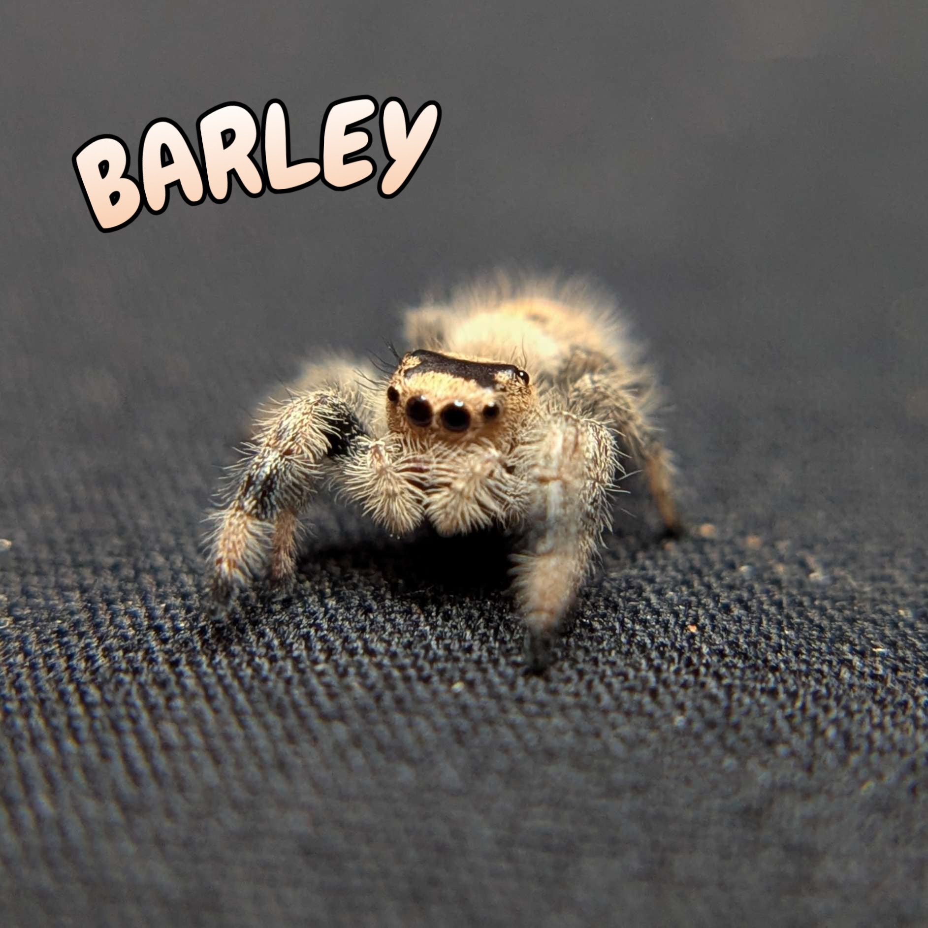 Regal Jumping Spider "Barley"