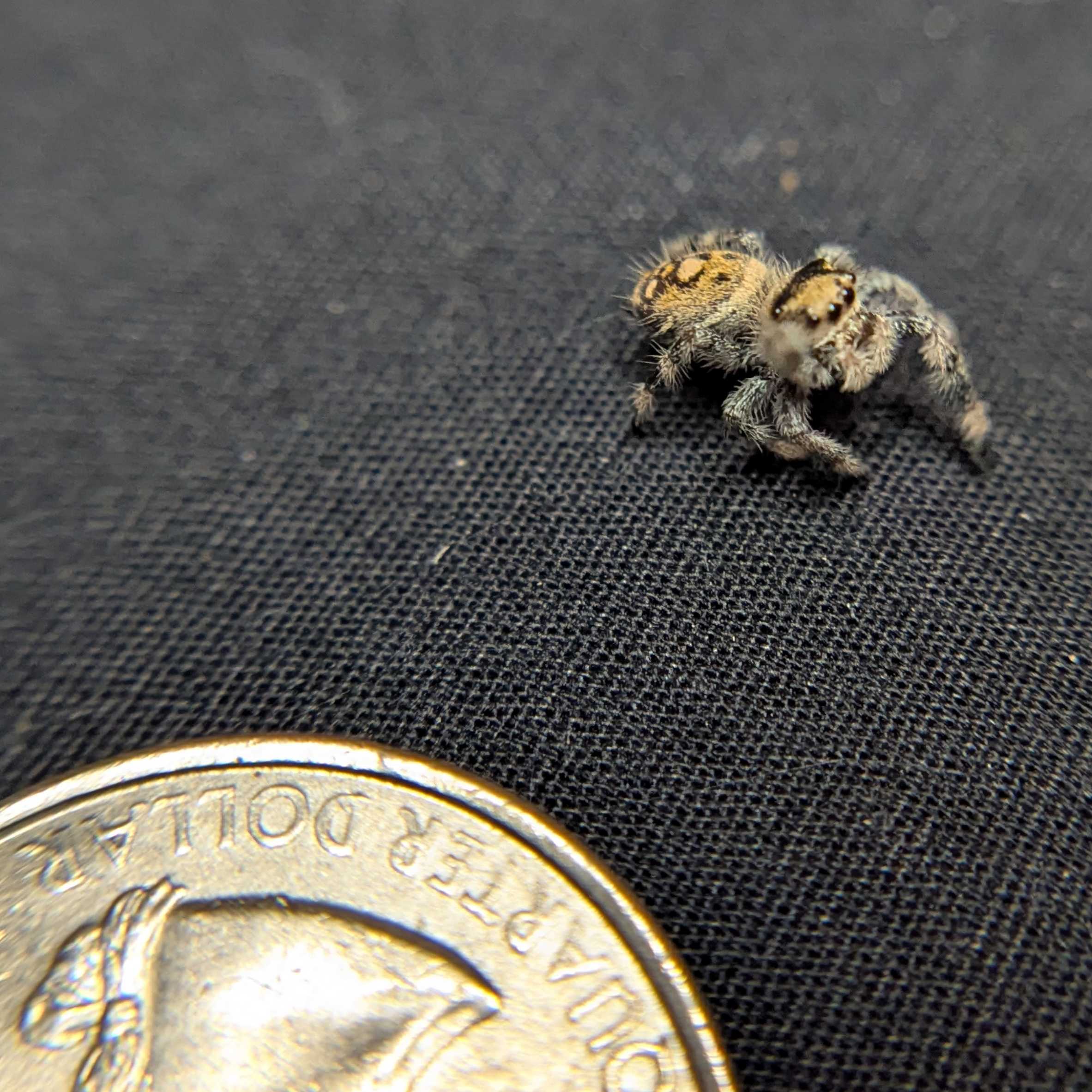 Regal Jumping Spider "Wheat"