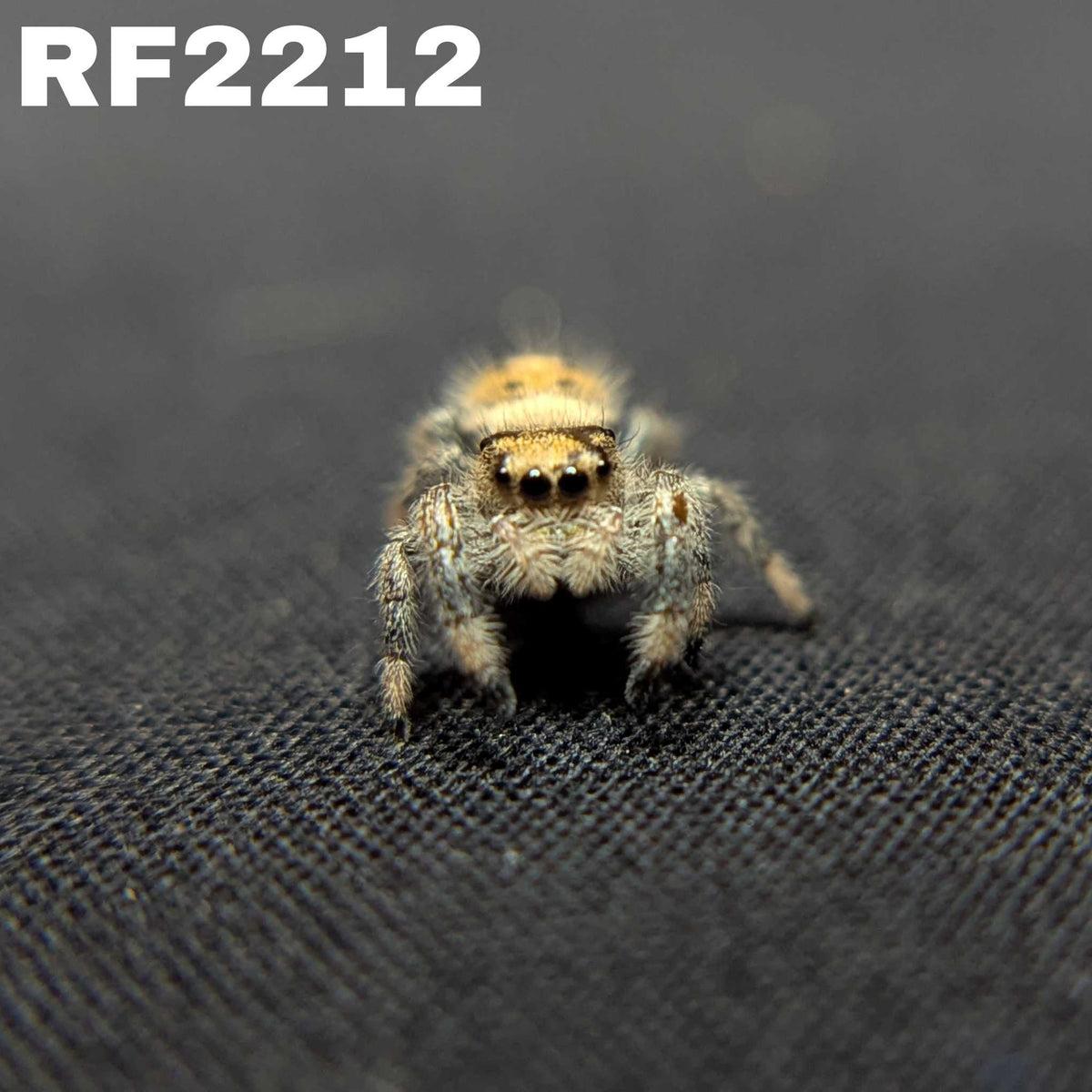 Regal Jumping Spider "Wheat"