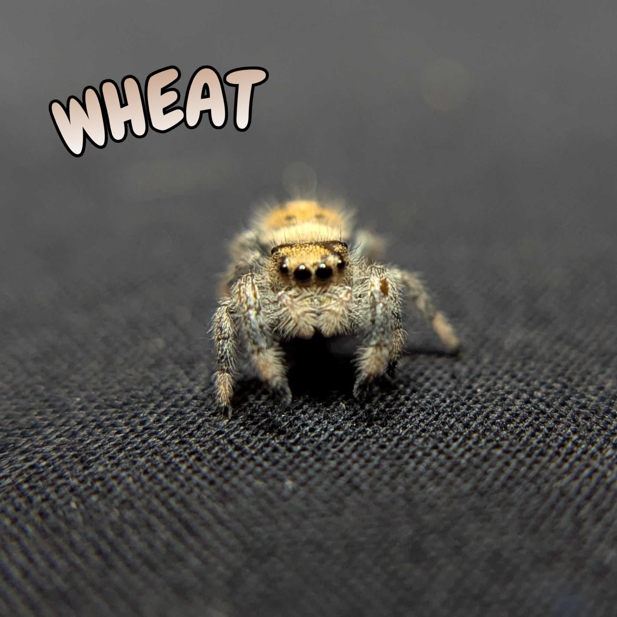 Regal Jumping Spider "Wheat"