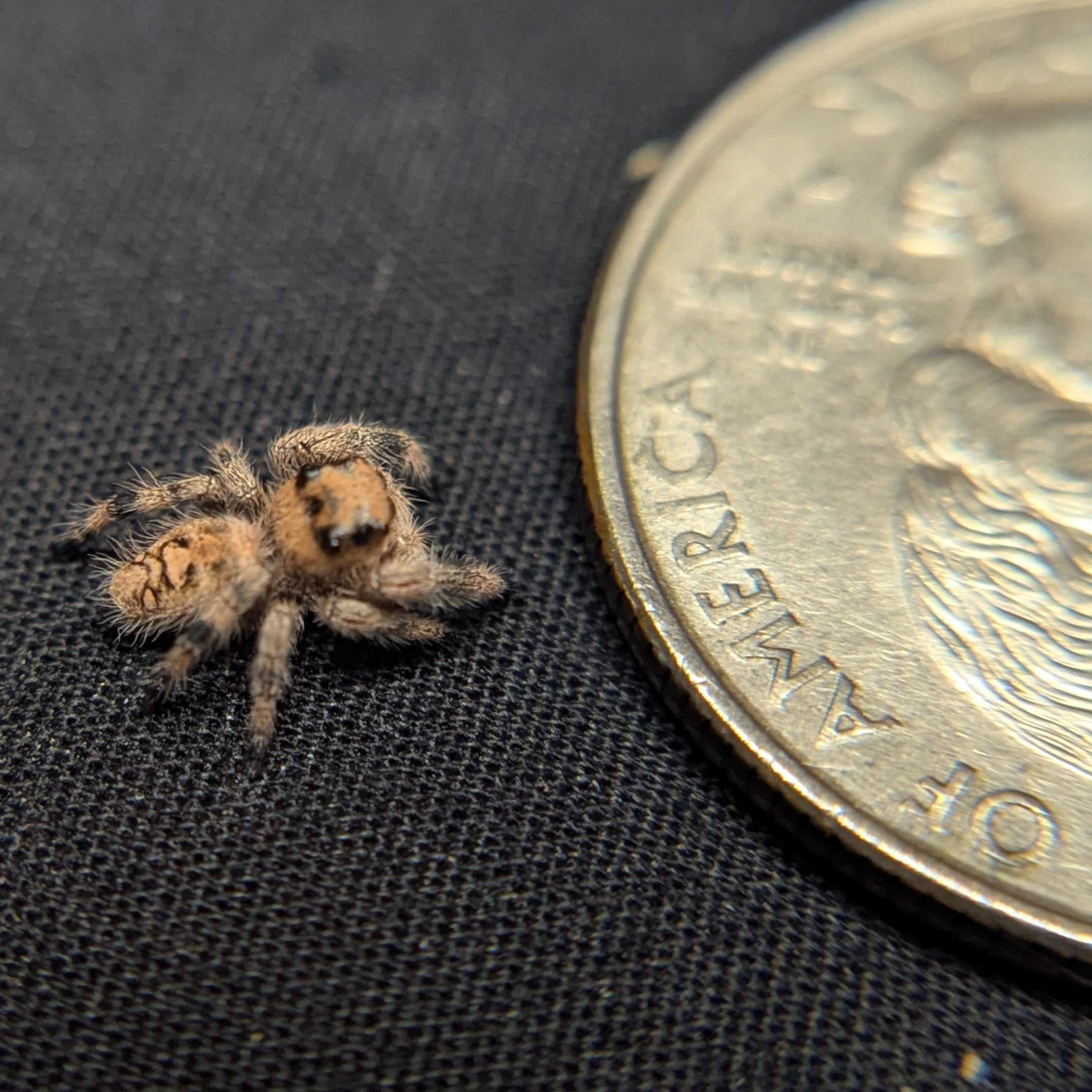 Regal Jumping Spider "Sandy"
