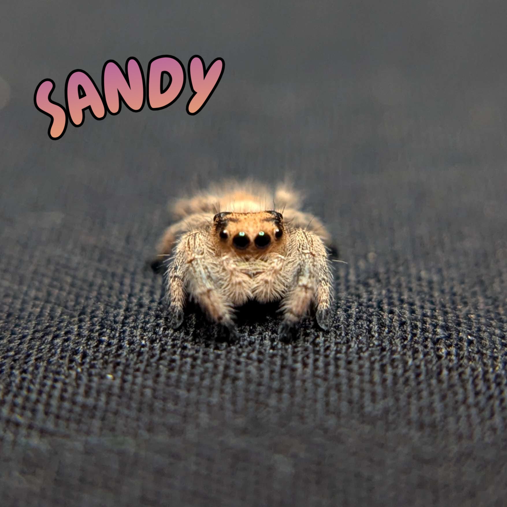 Regal Jumping Spider "Sandy"