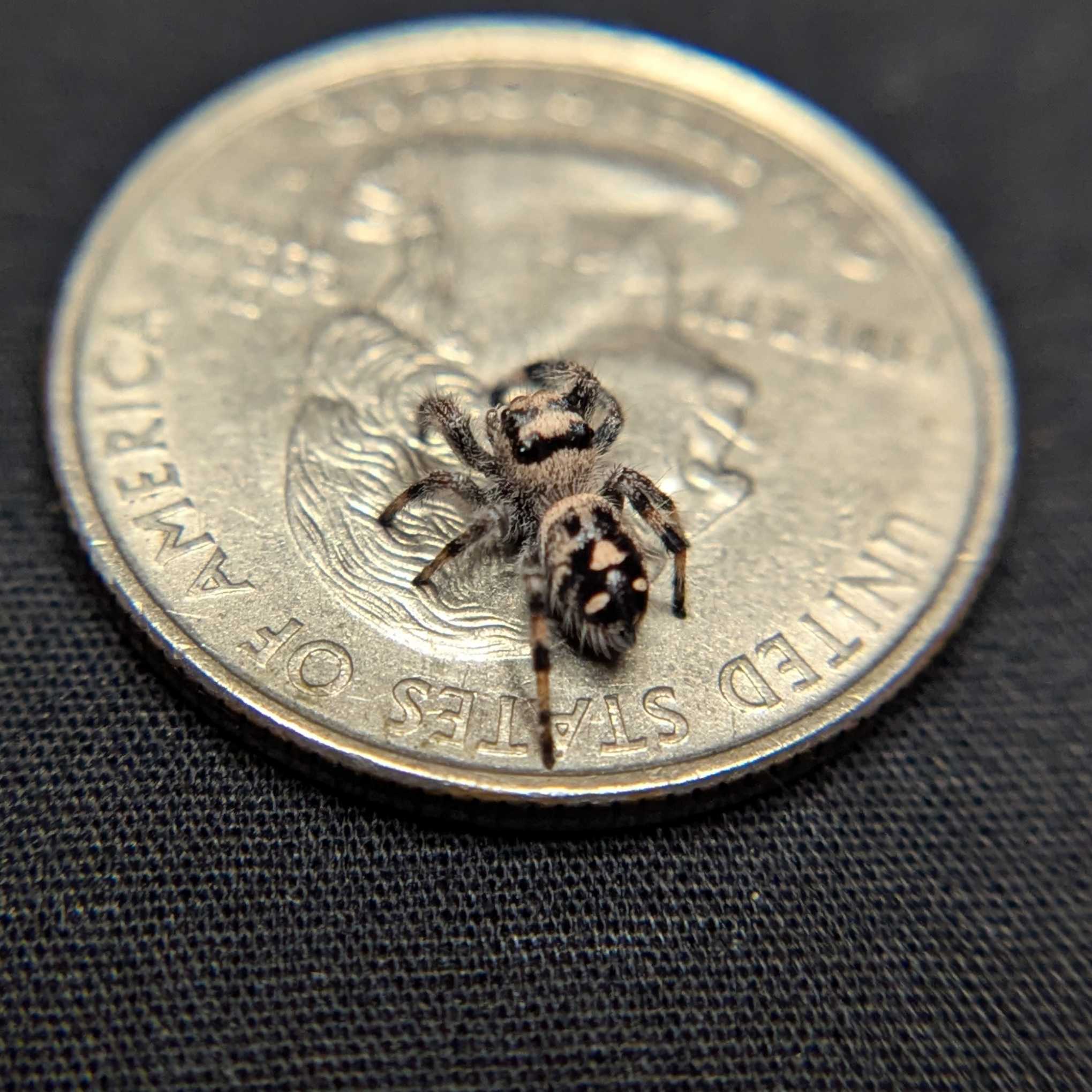 Regal Jumping Spider "Gingersnap"