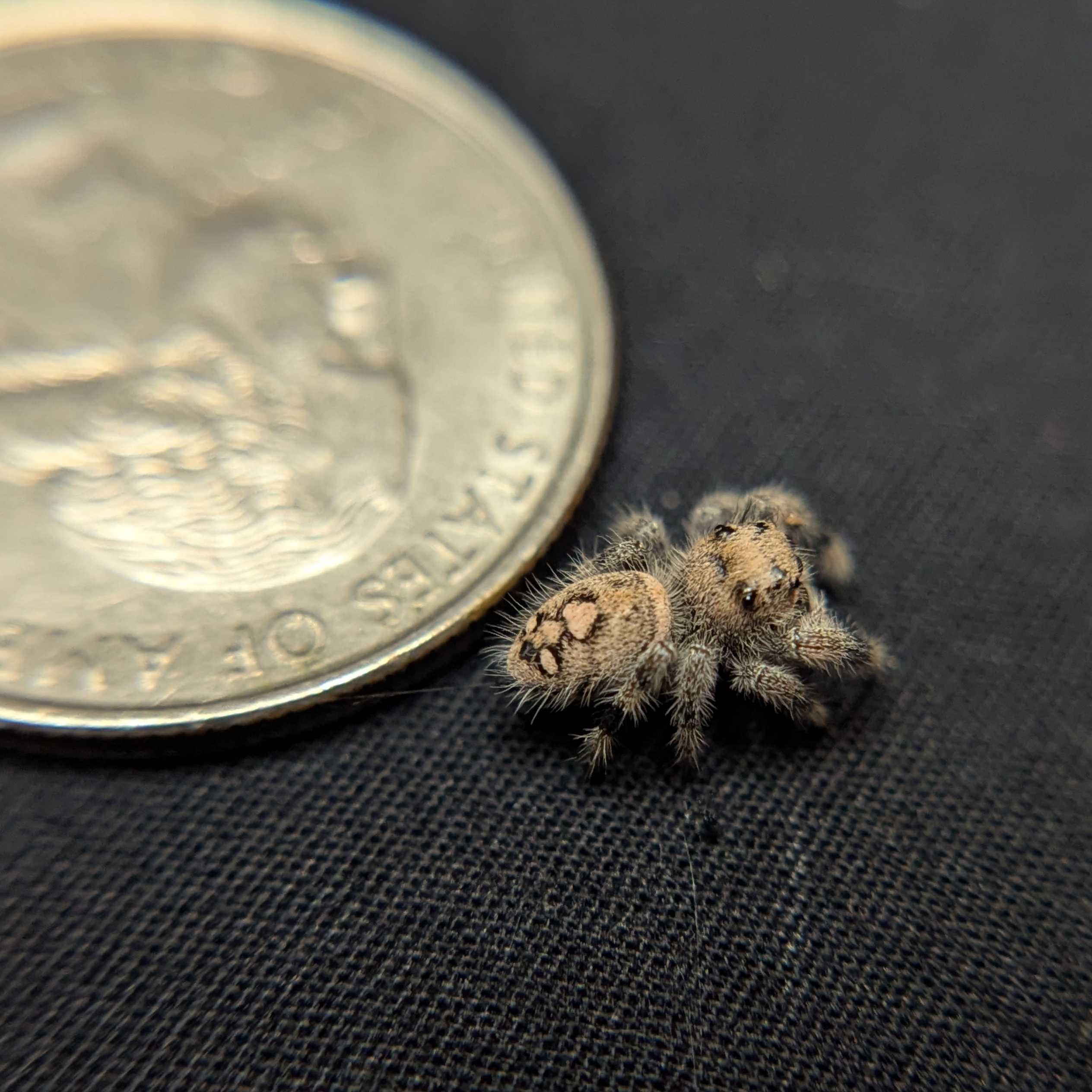 Regal Jumping Spider “Dawn”