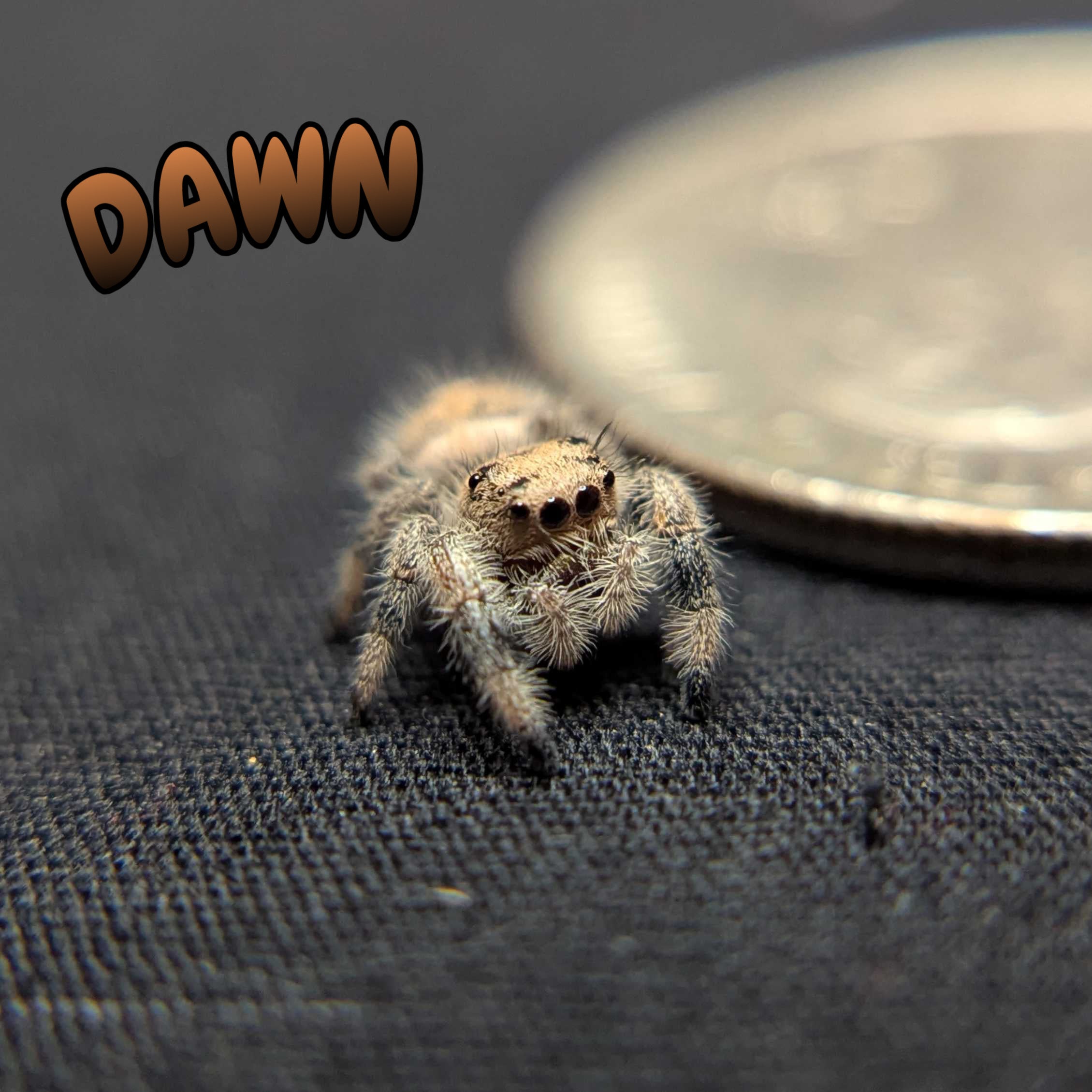 Regal Jumping Spider “Dawn”