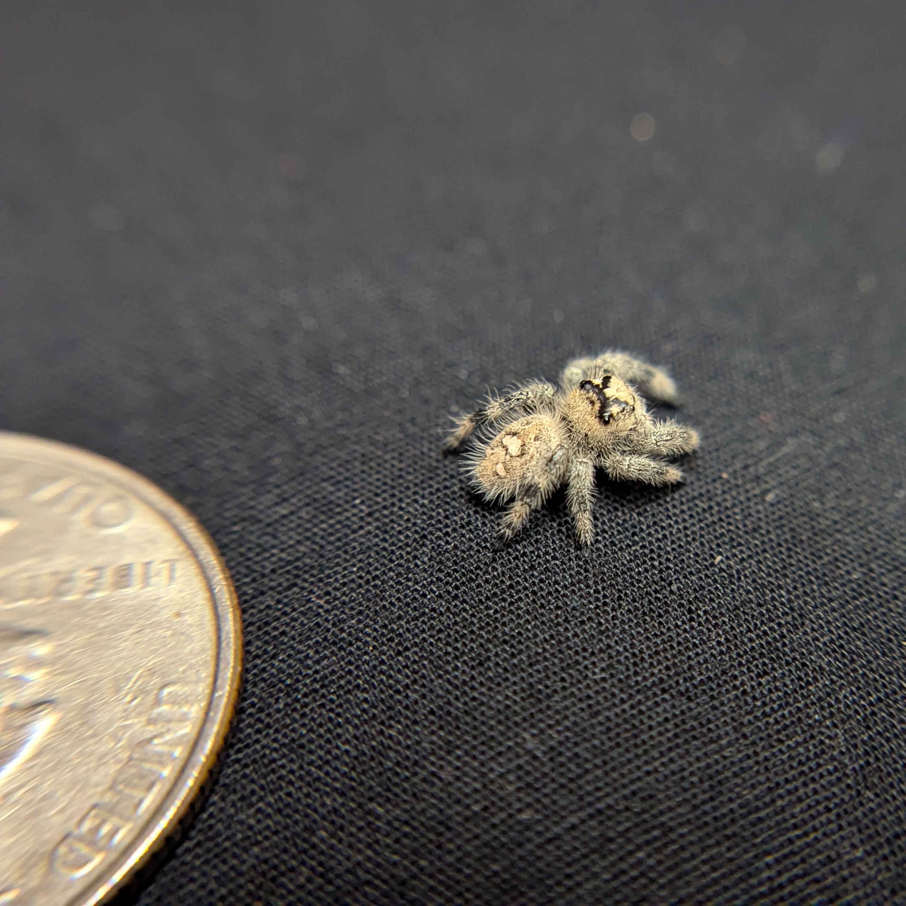 Regal Jumping Spider "Snowball"
