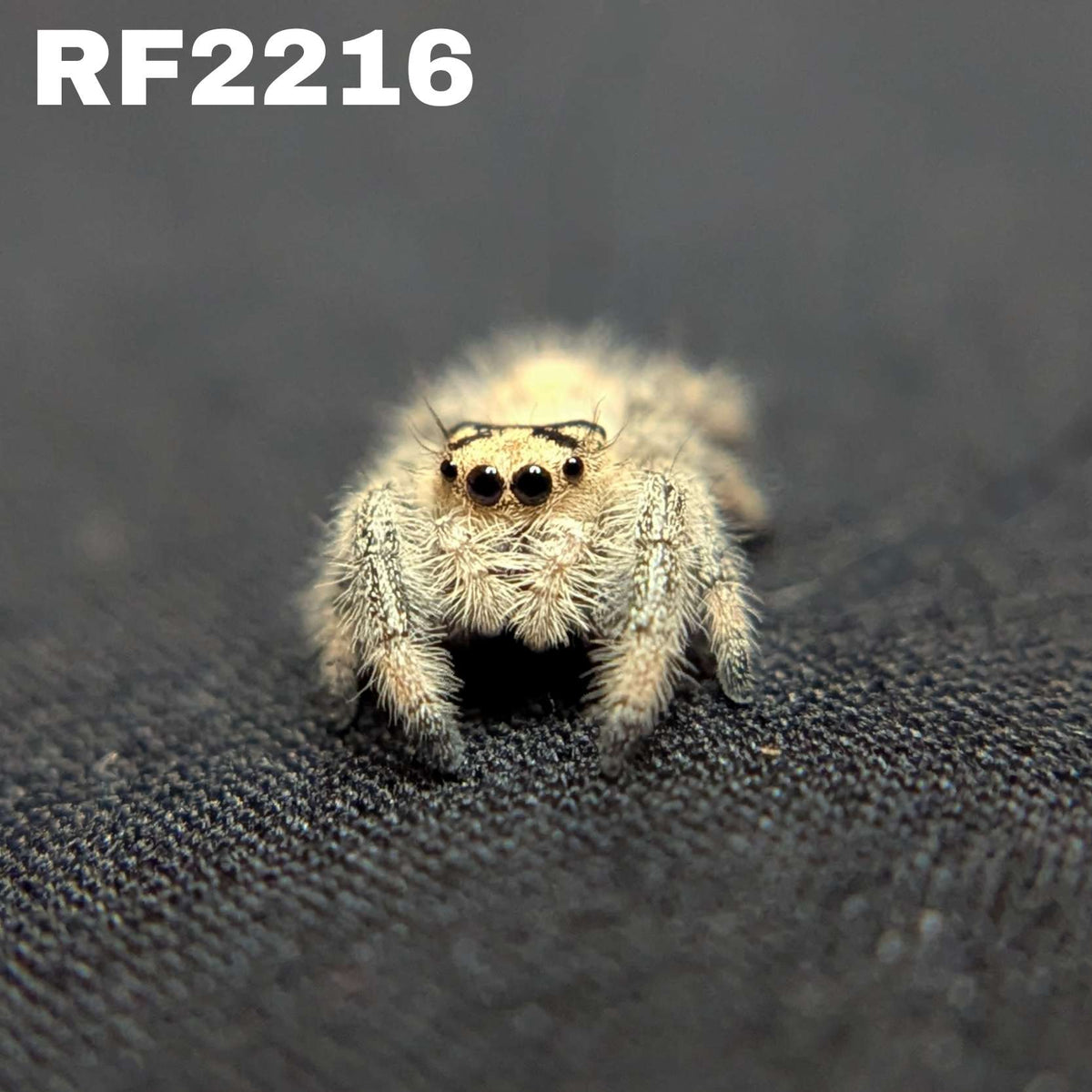 Regal Jumping Spider "Snowball"