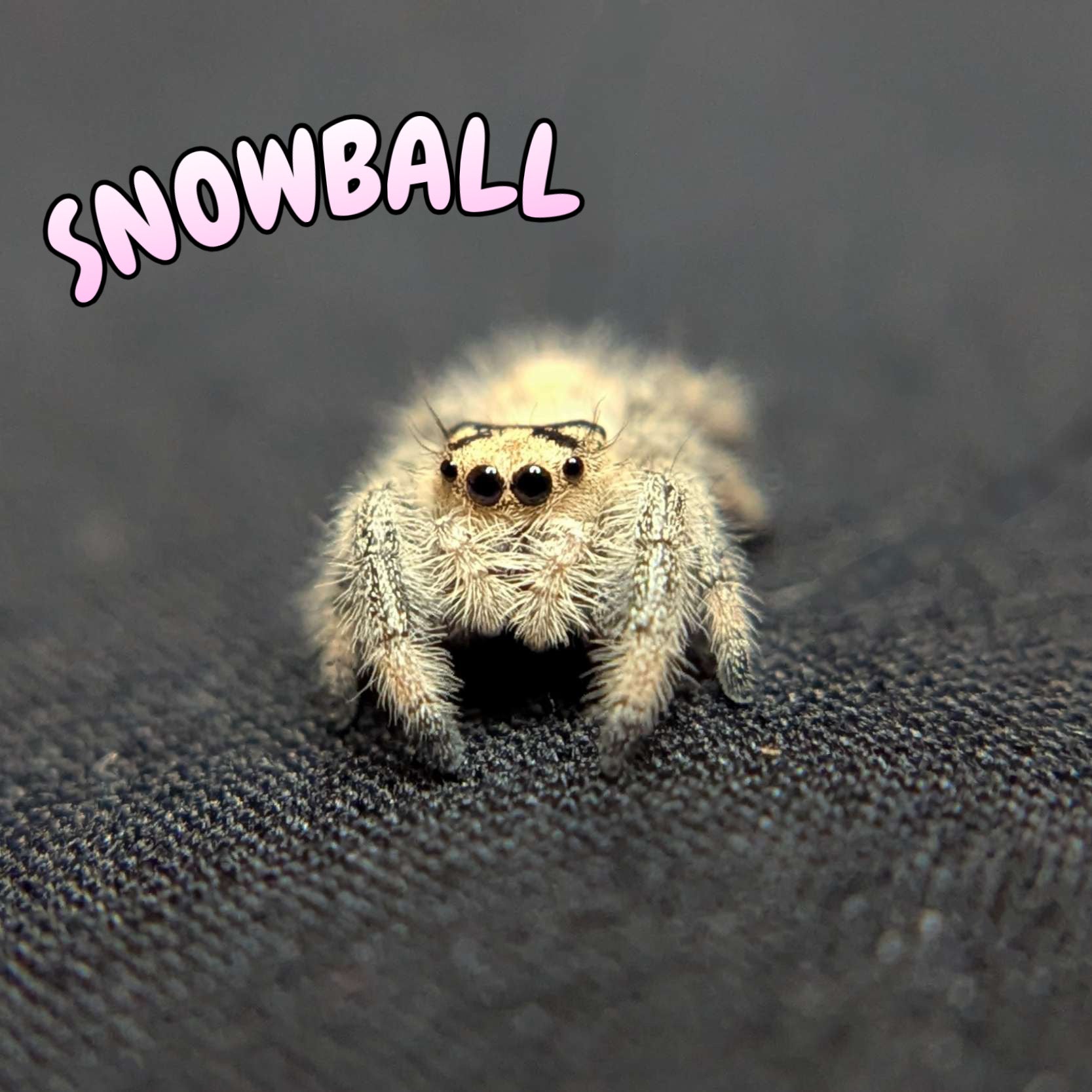 Regal Jumping Spider "Snowball"