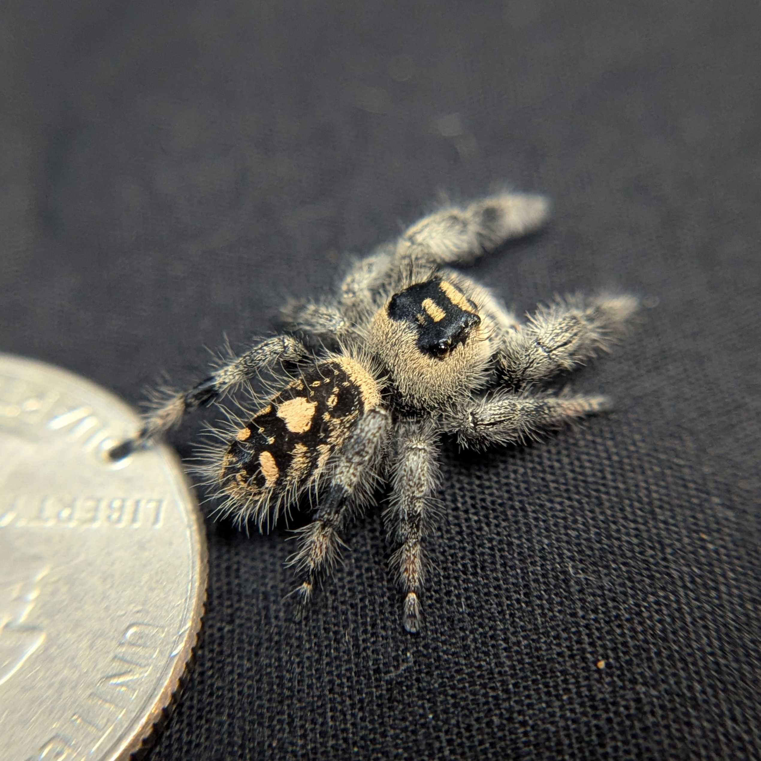 Regal Jumping Spider "Andromeda"