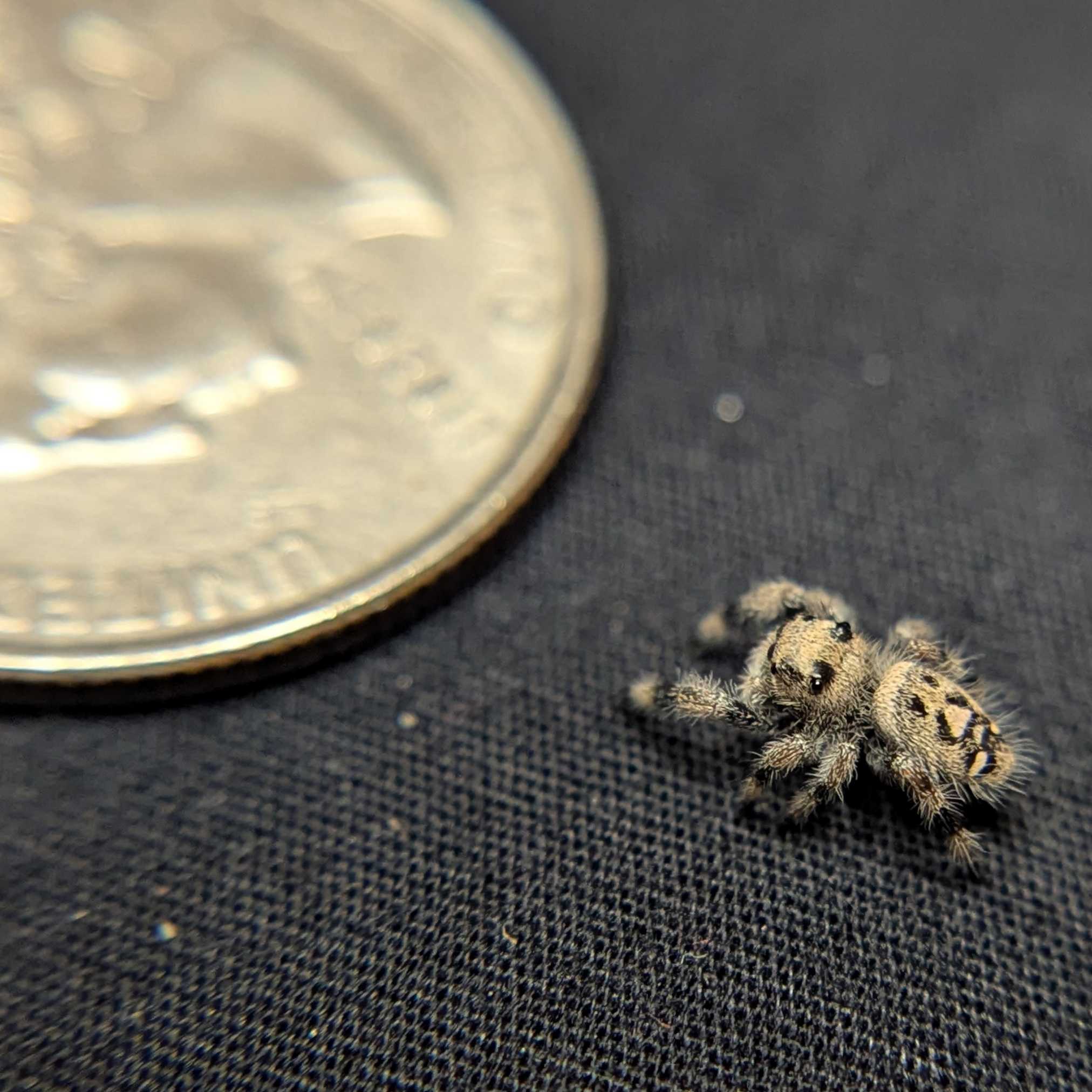 Regal Jumping Spider “Haze”