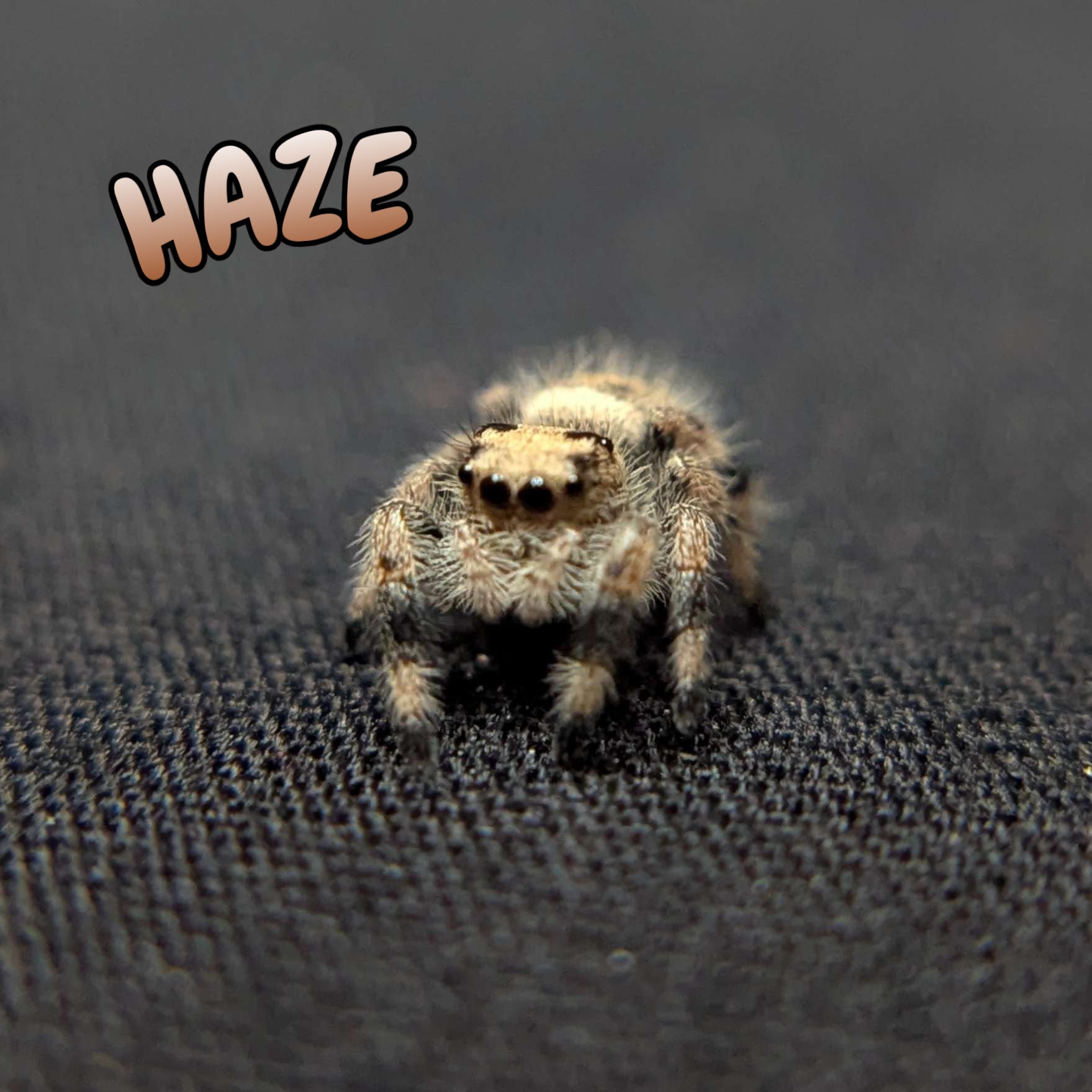 Regal Jumping Spider “Haze”