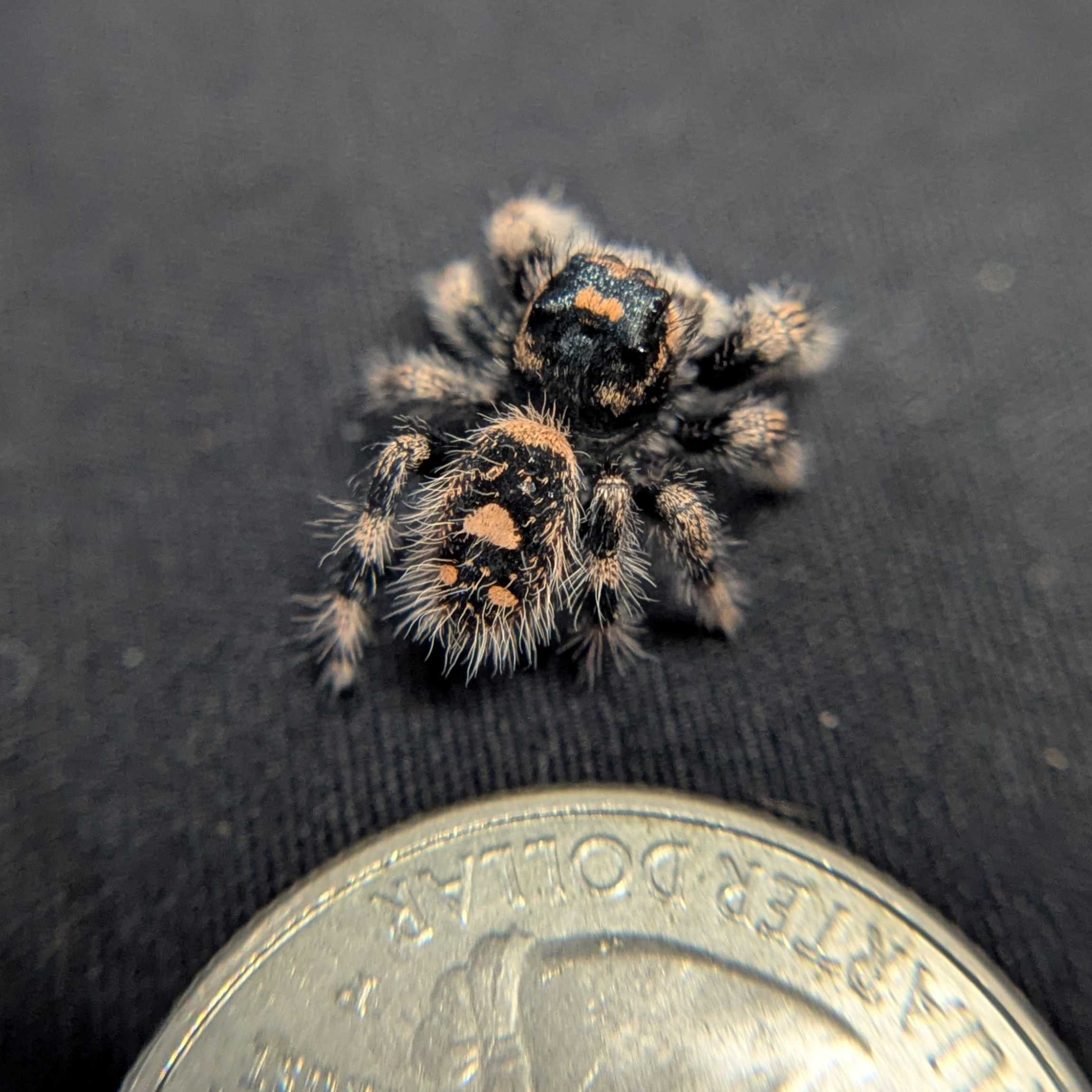Regal Jumping Spider "Whisper"