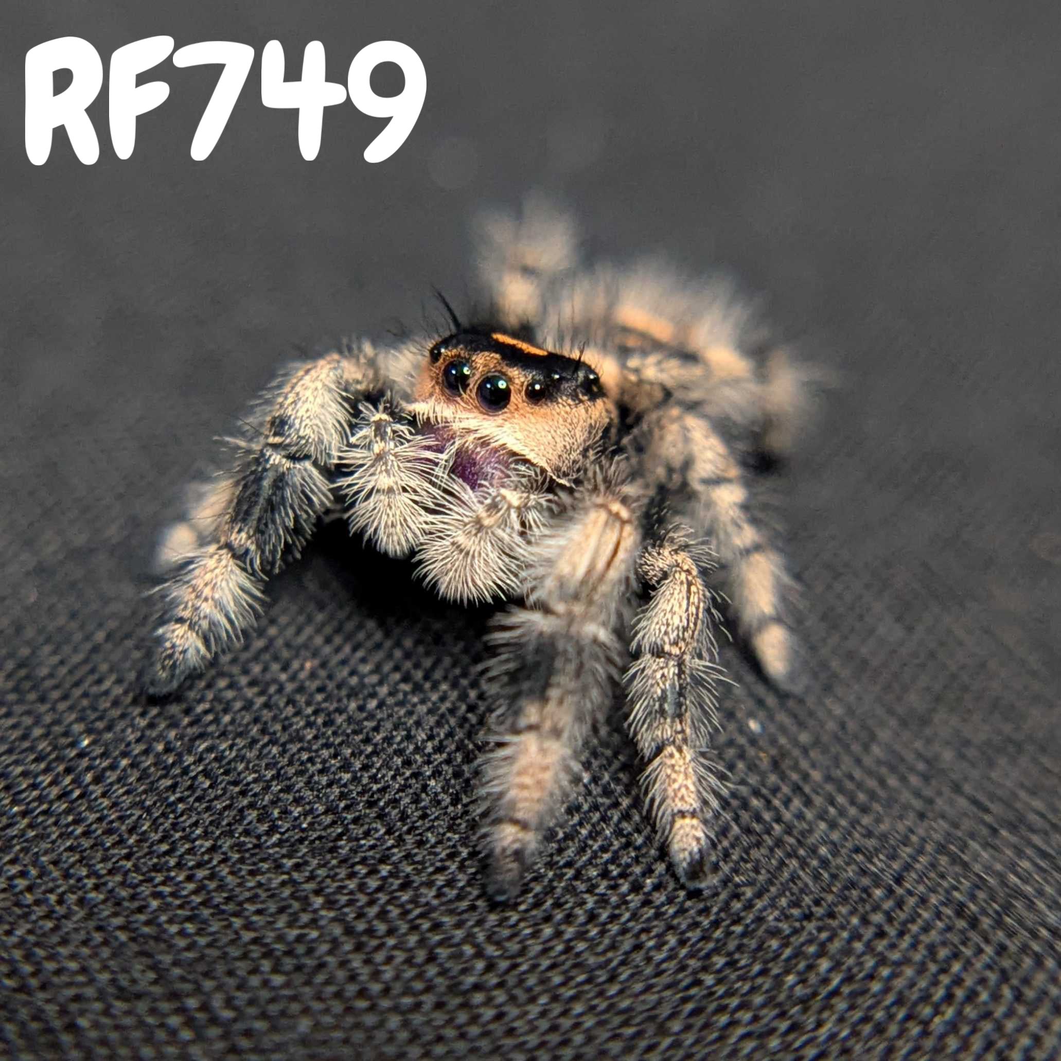 Regal Jumping Spider "Whisper"
