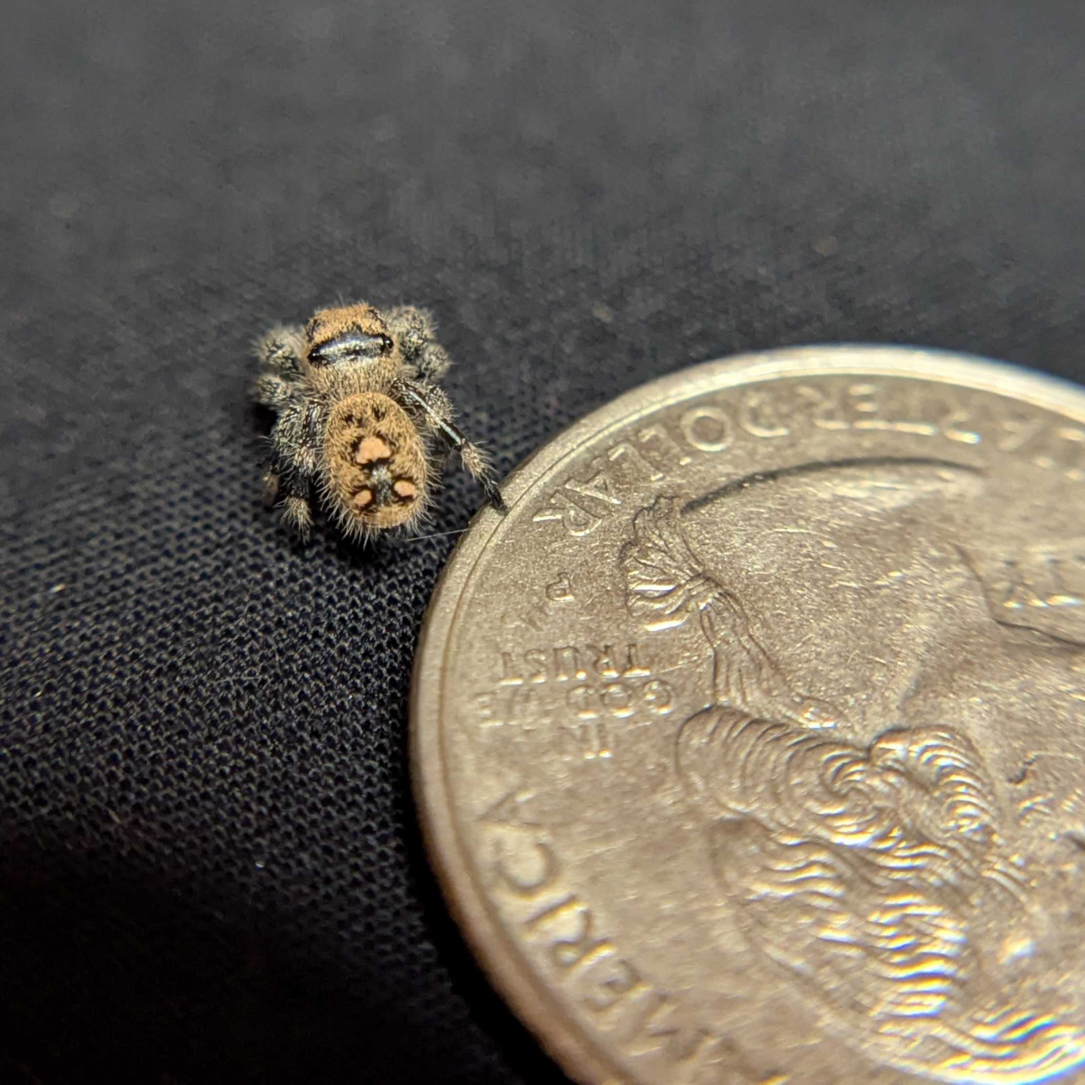 Regal Jumping Spider "Creamsicle"