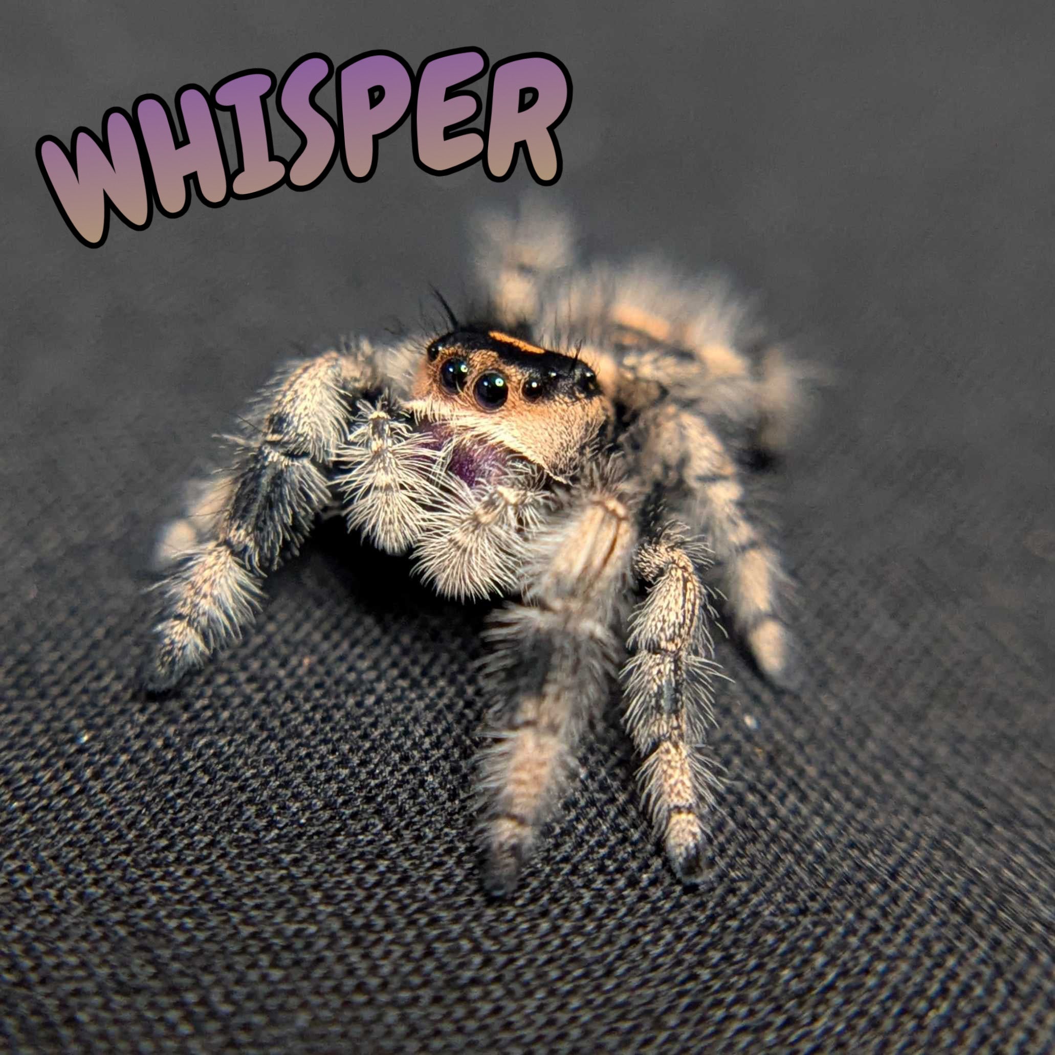 Regal Jumping Spider "Whisper"