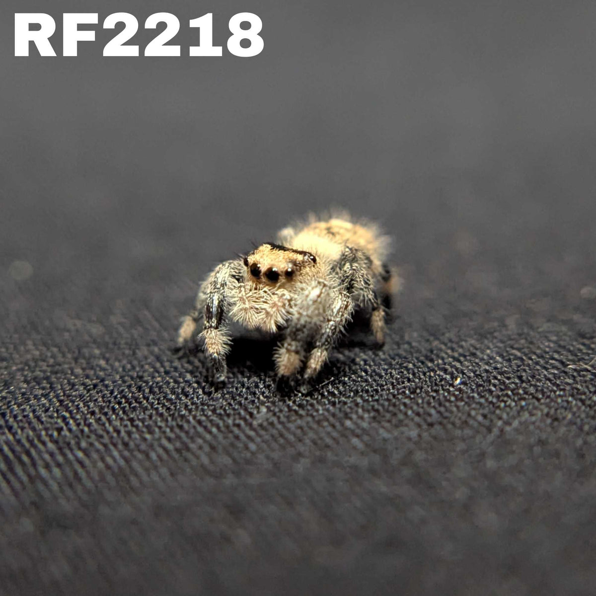 Regal Jumping Spider "Creamsicle"