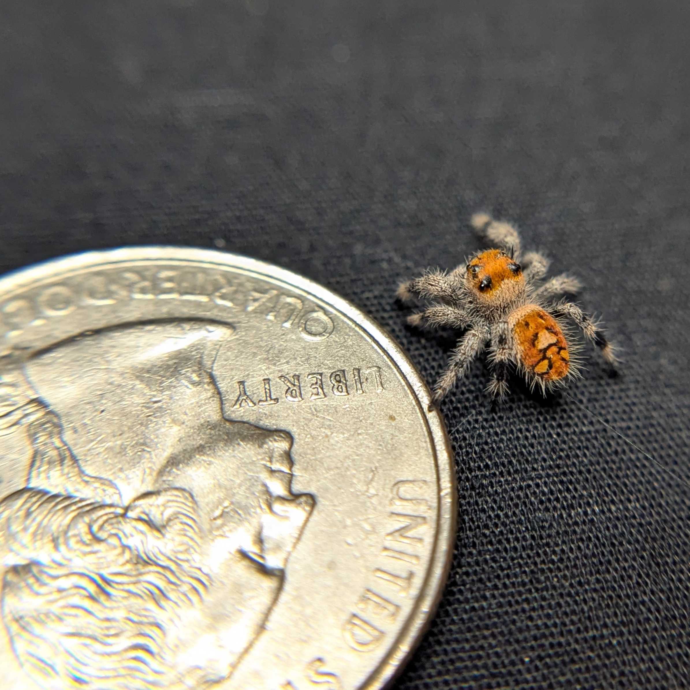 Regal Jumping Spider “Copper”