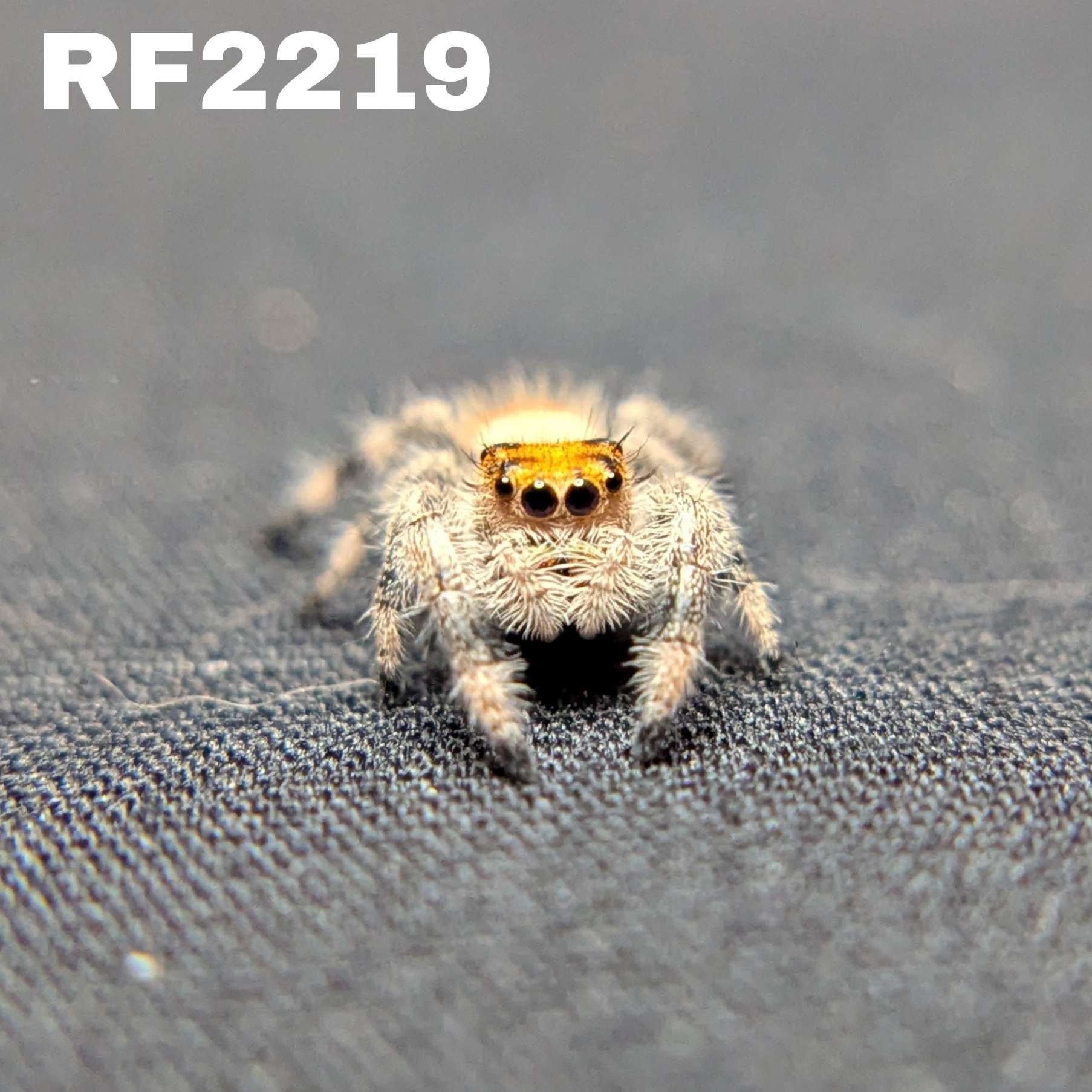 Regal Jumping Spider “Copper”