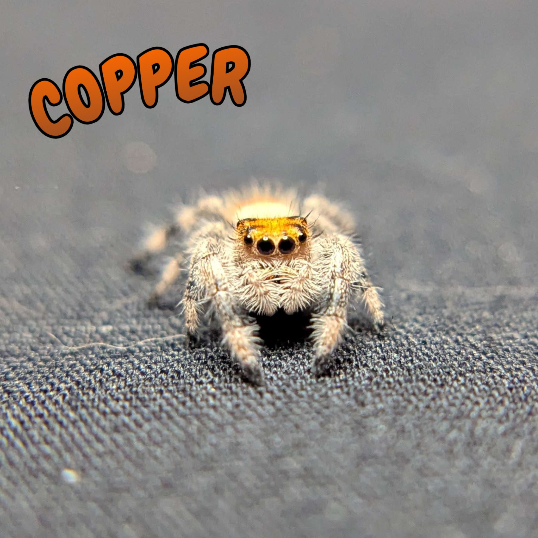 Regal Jumping Spider “Copper”