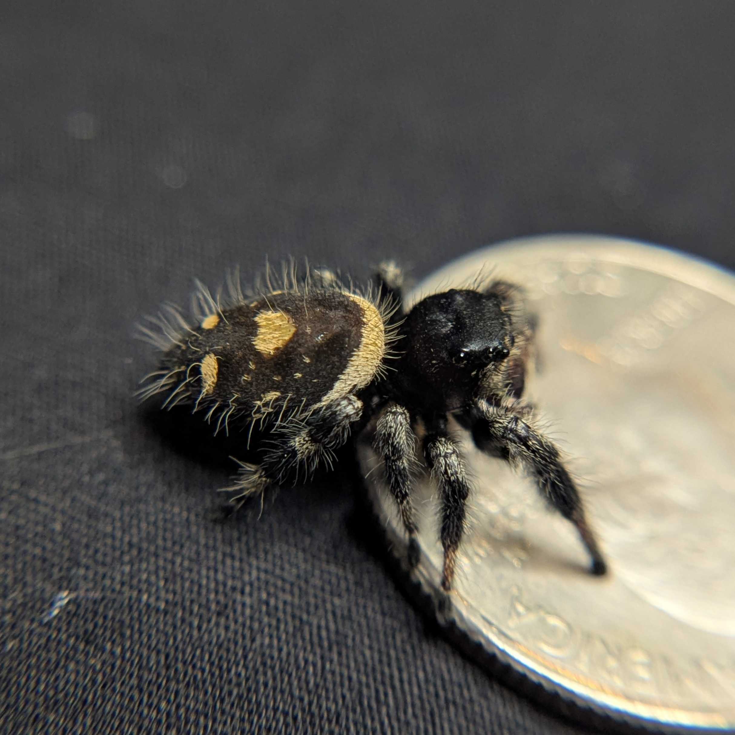 Regal Jumping Spider "Mystique"