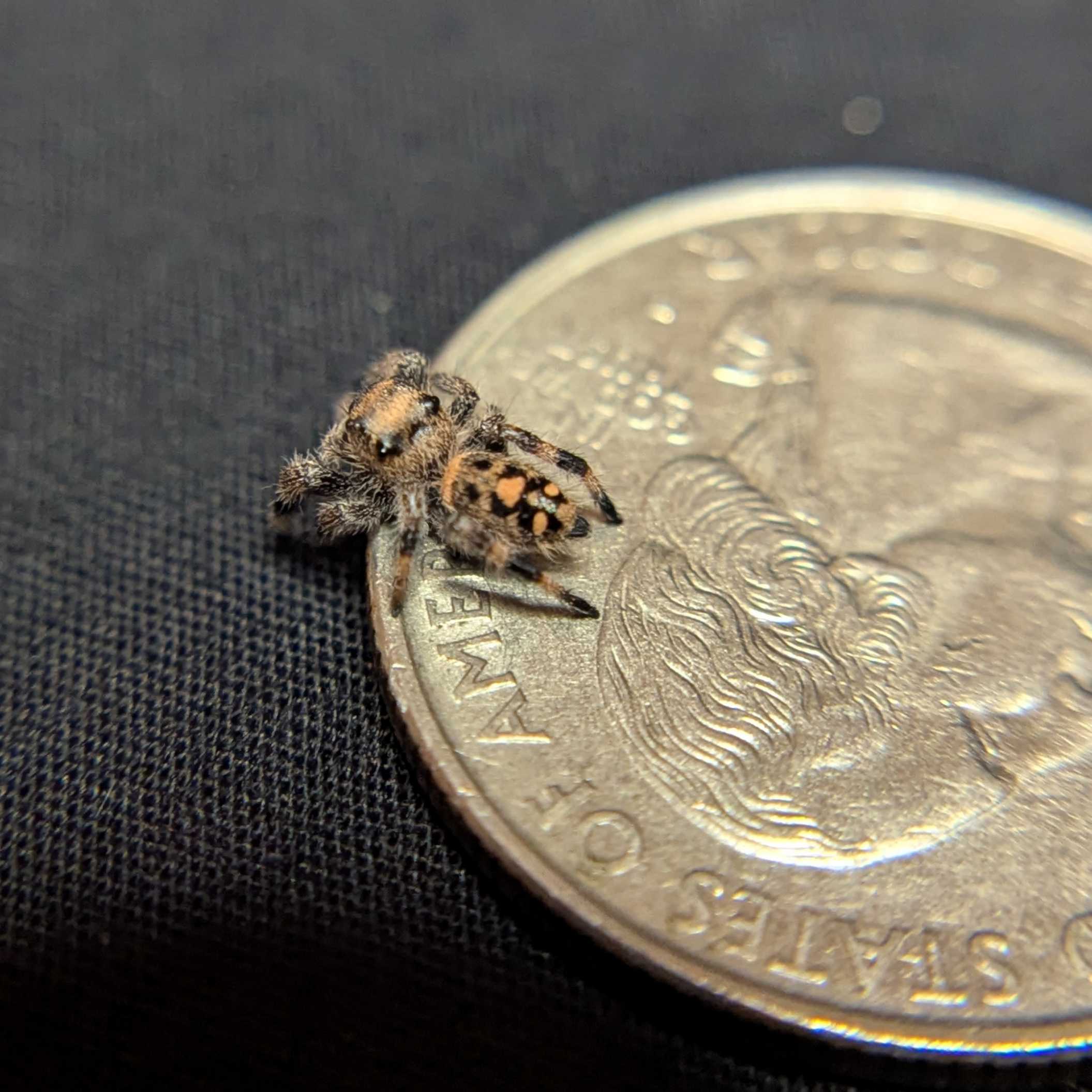 Regal Jumping Spider “Pudding”