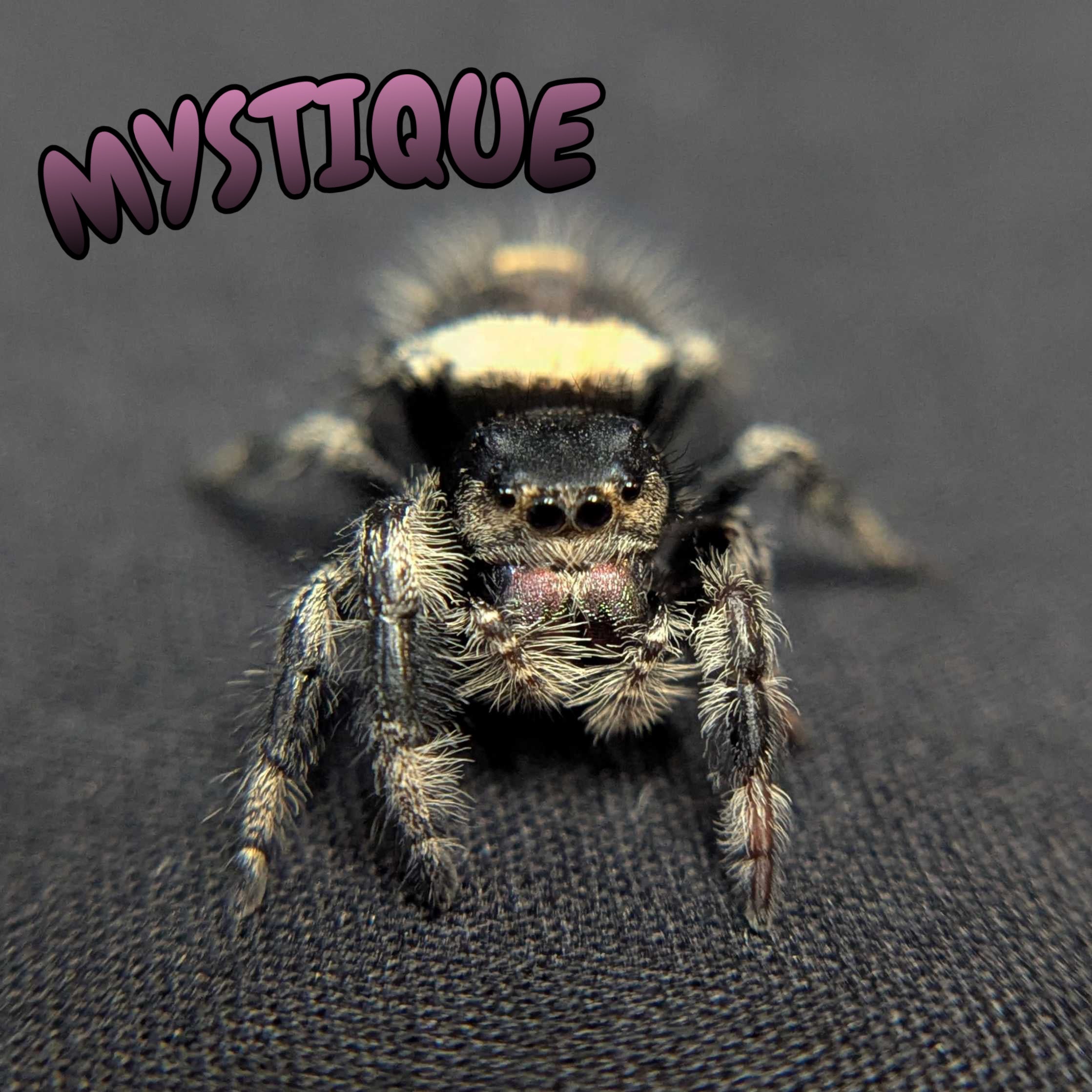 Regal Jumping Spider "Mystique"