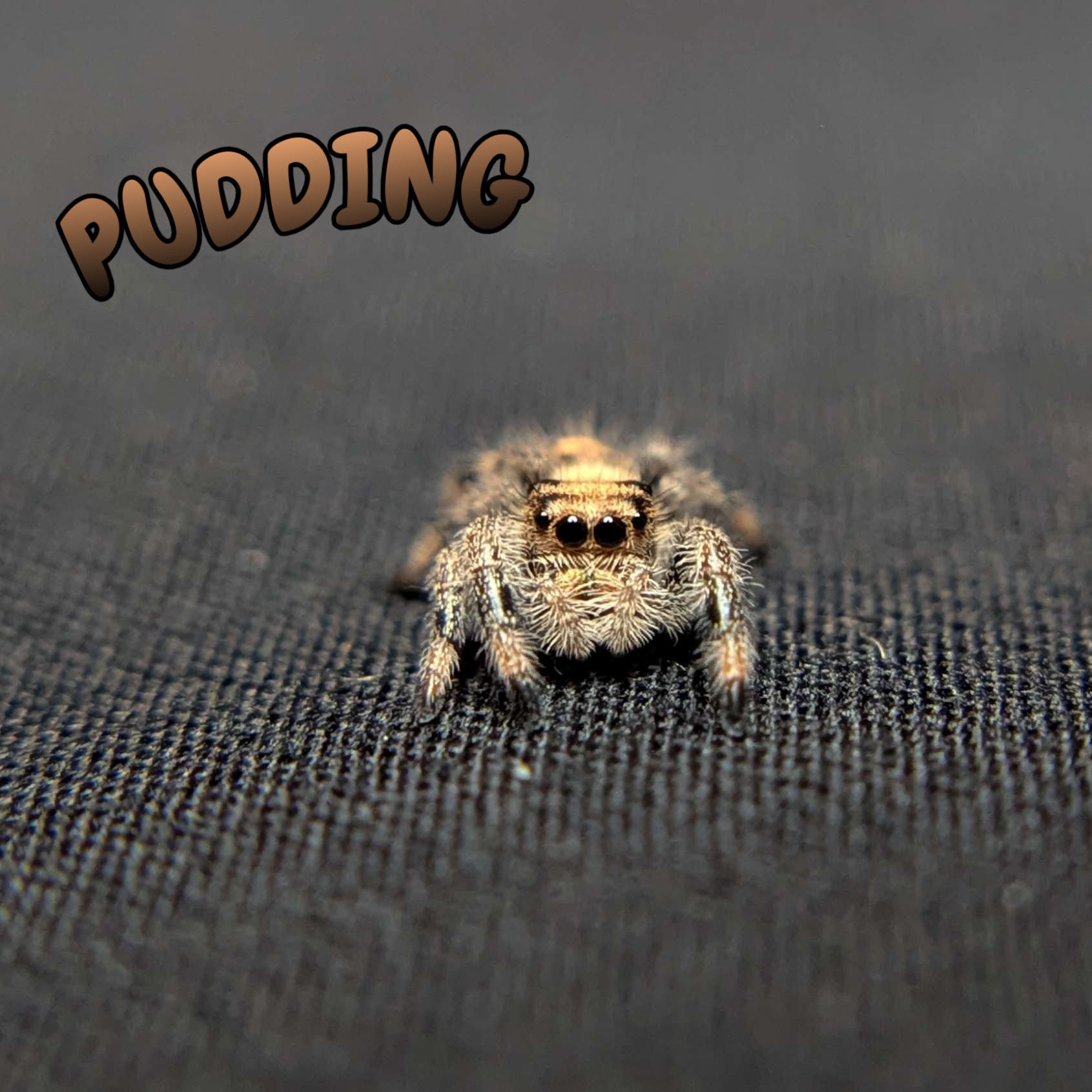 Regal Jumping Spider “Pudding”