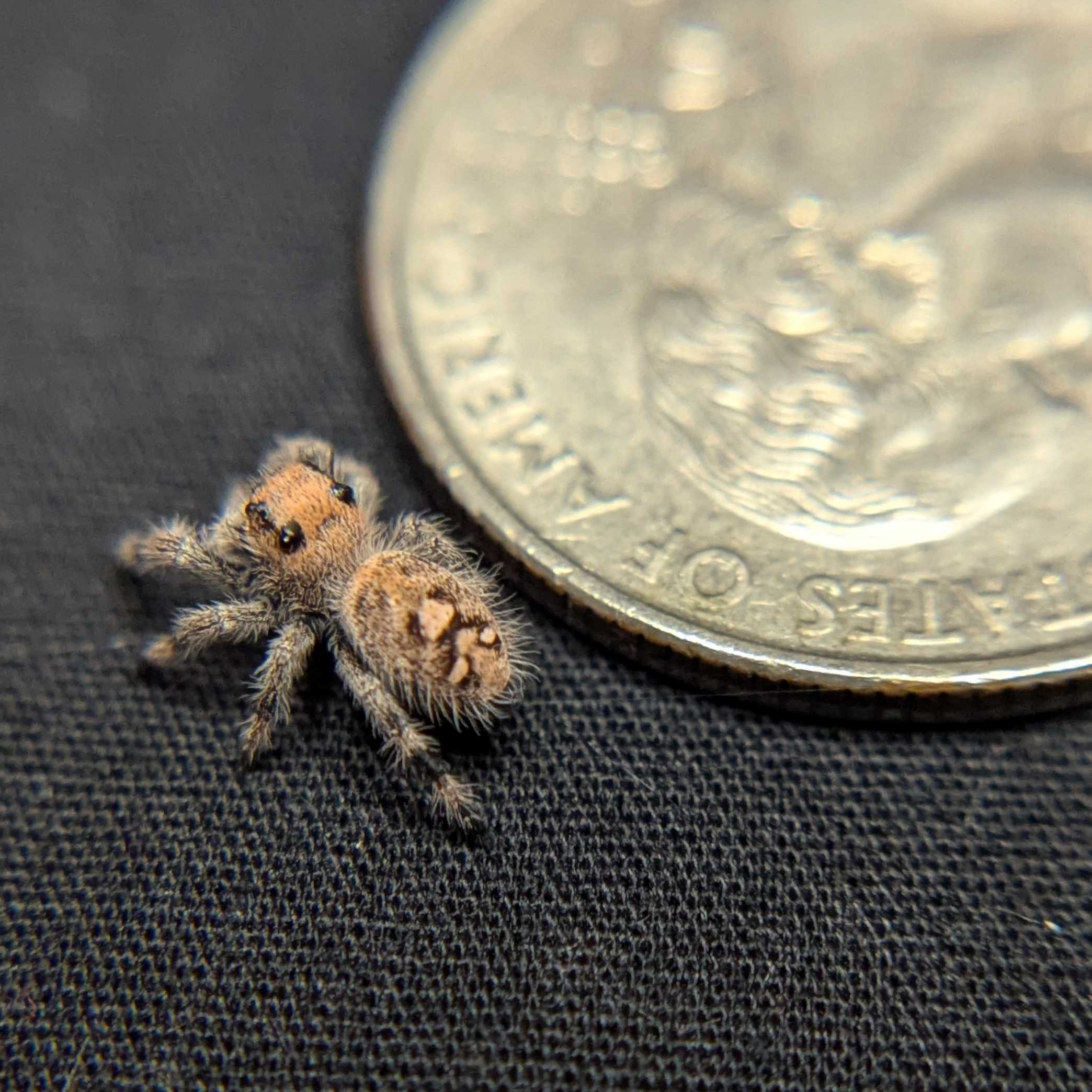 Regal Jumping Spider "Cotton"