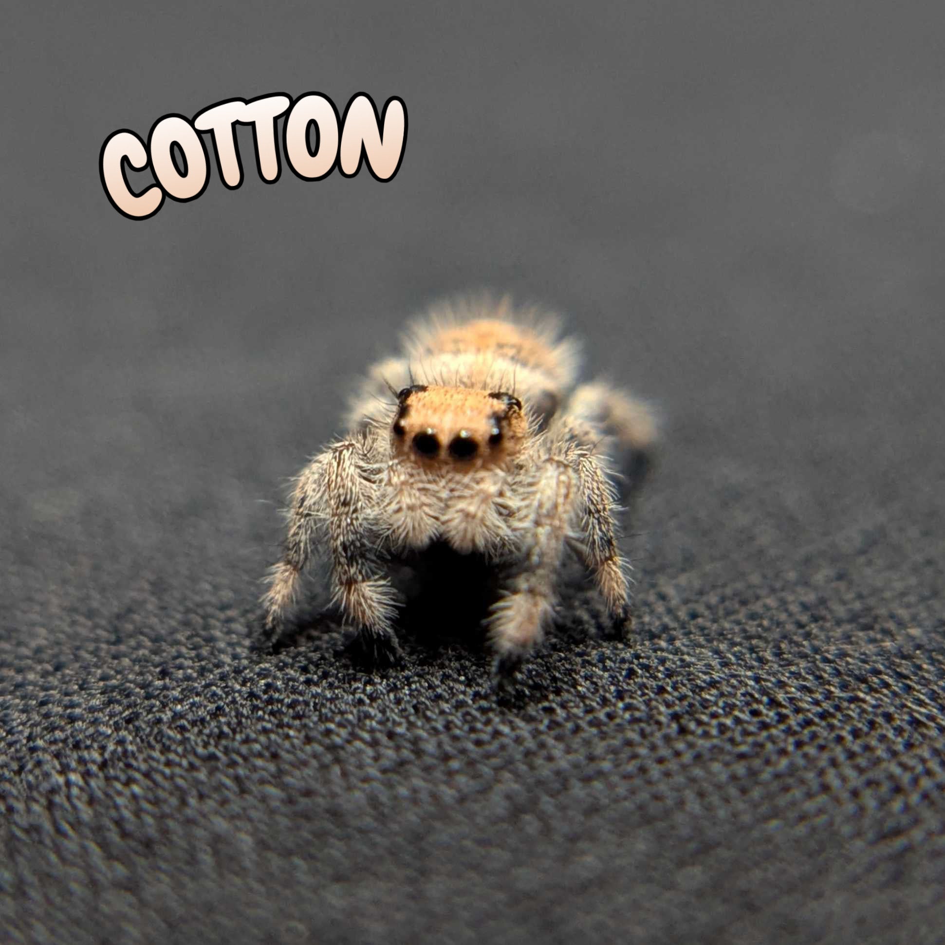 Regal Jumping Spider "Cotton"
