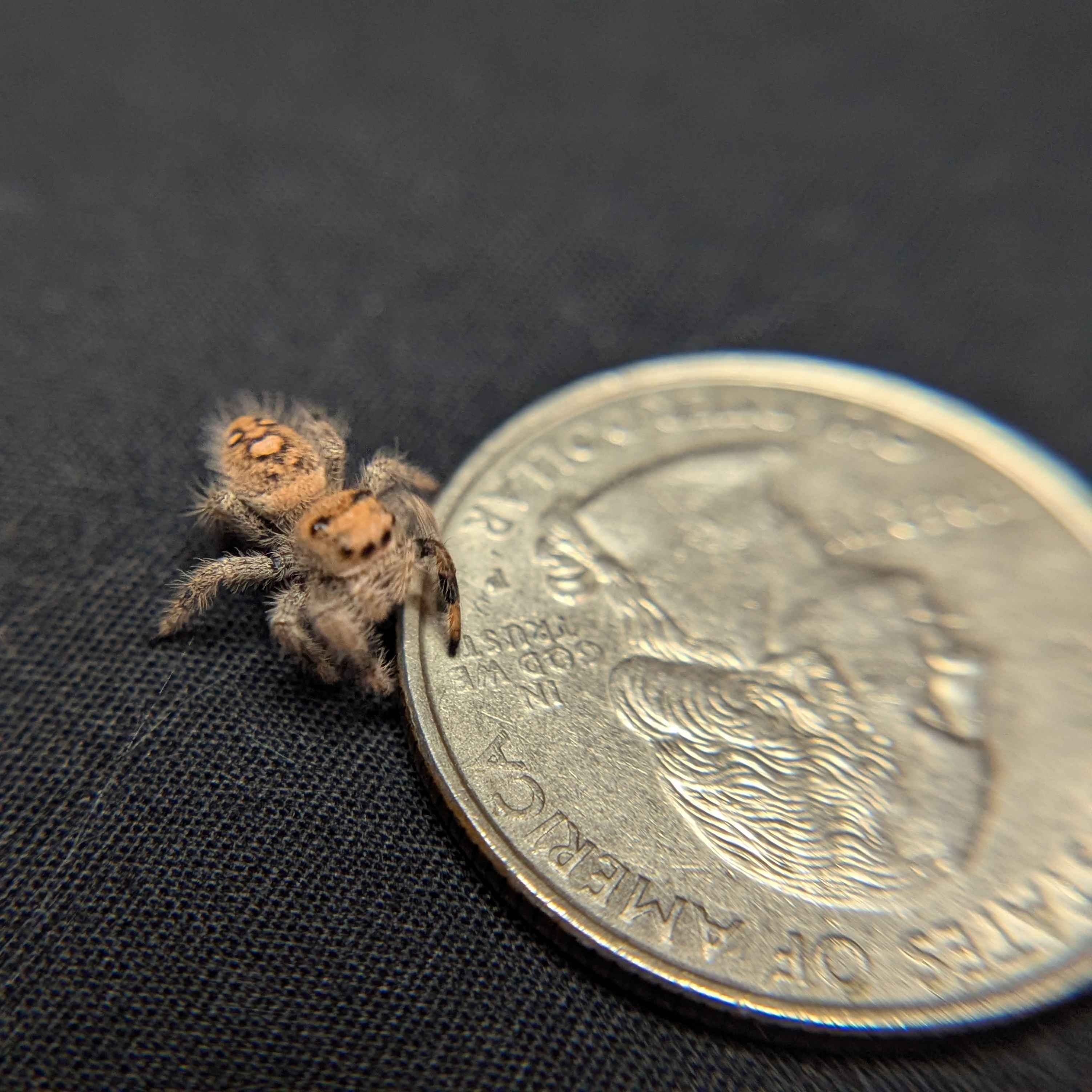 Regal Jumping Spider "Juniper"