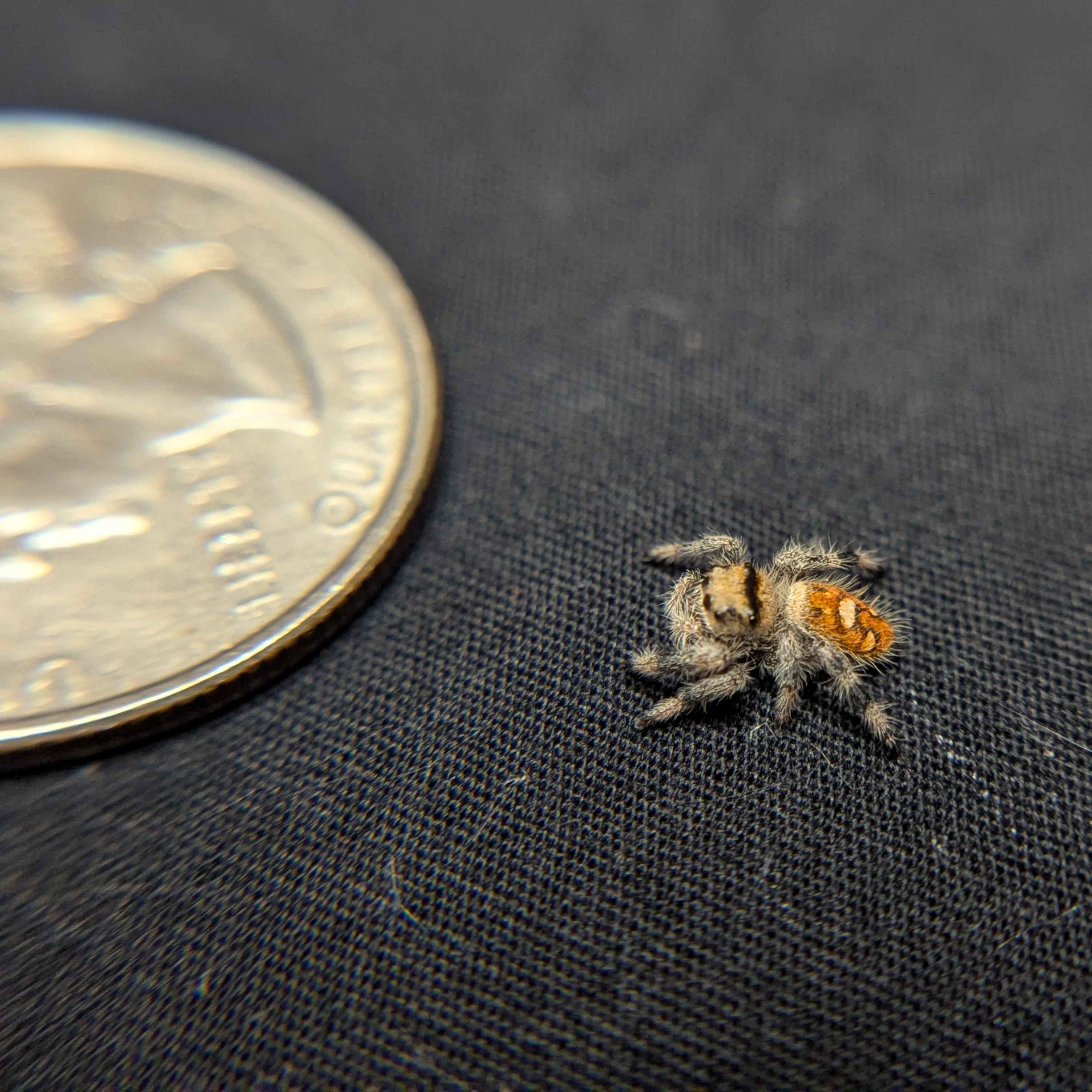 Regal Jumping Spider "Iris"