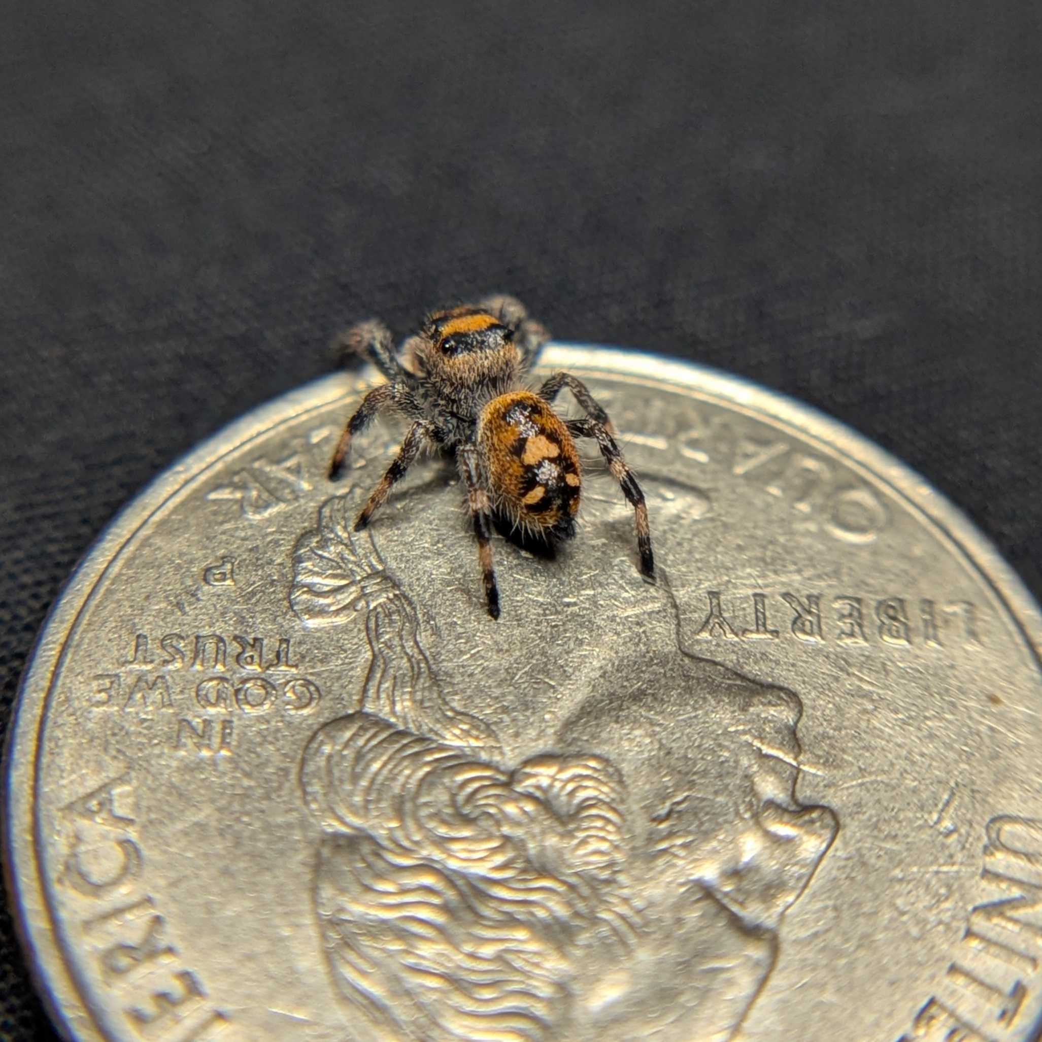 Regal Jumping Spider "Juice"