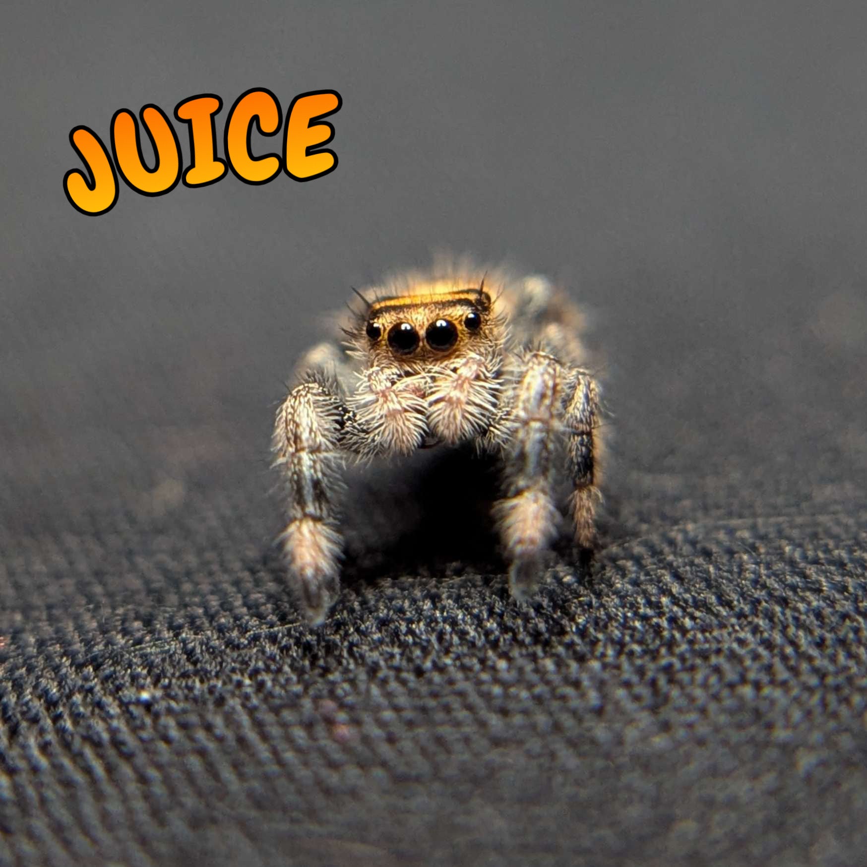 Regal Jumping Spider "Juice"
