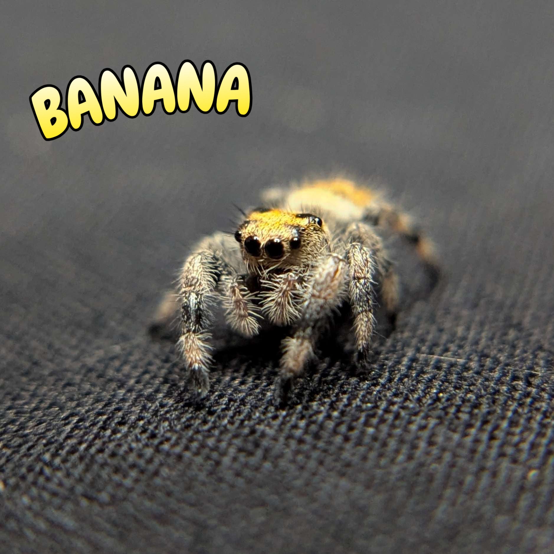 Regal Jumping Spider "Banana"