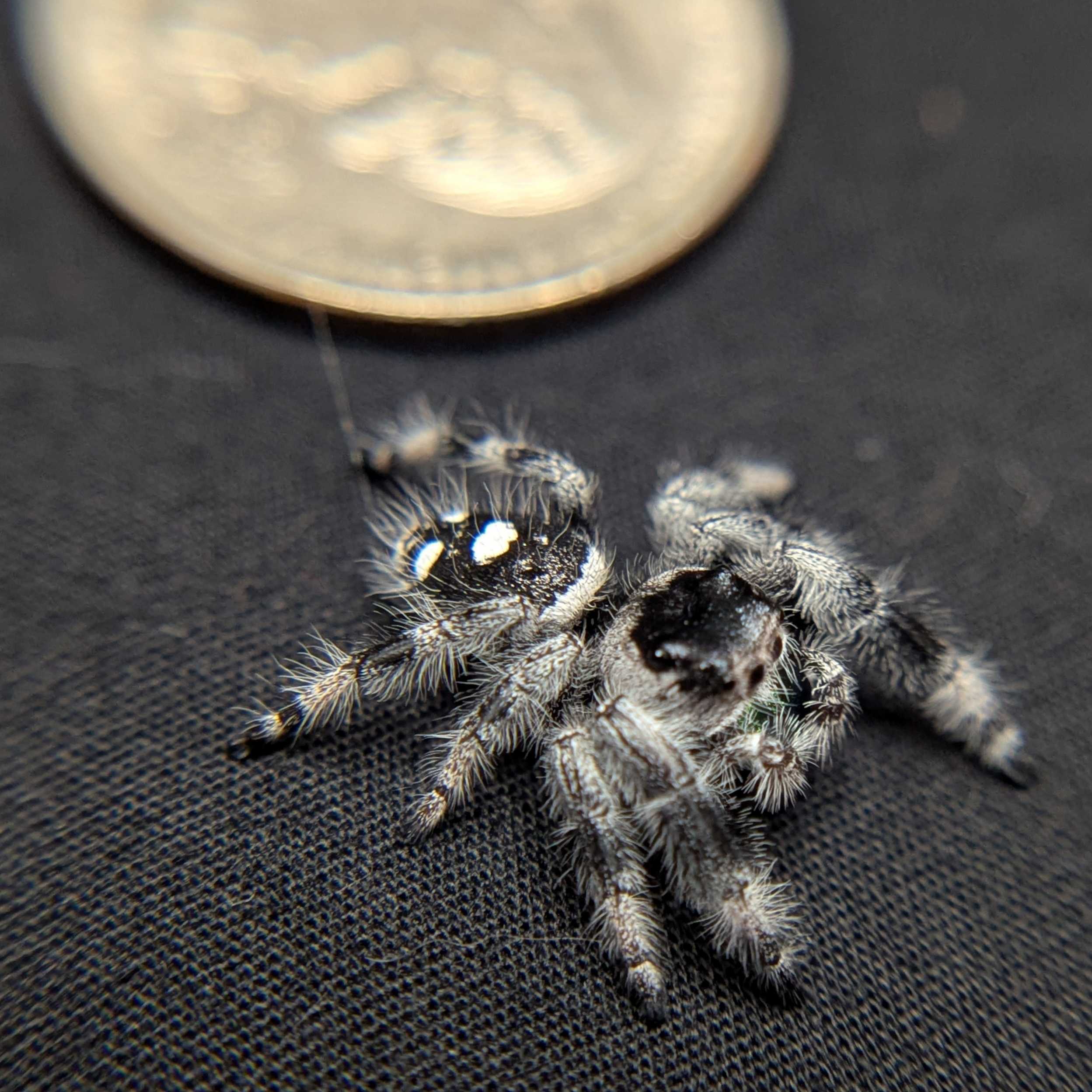 Regal Jumping Spider "Baja”