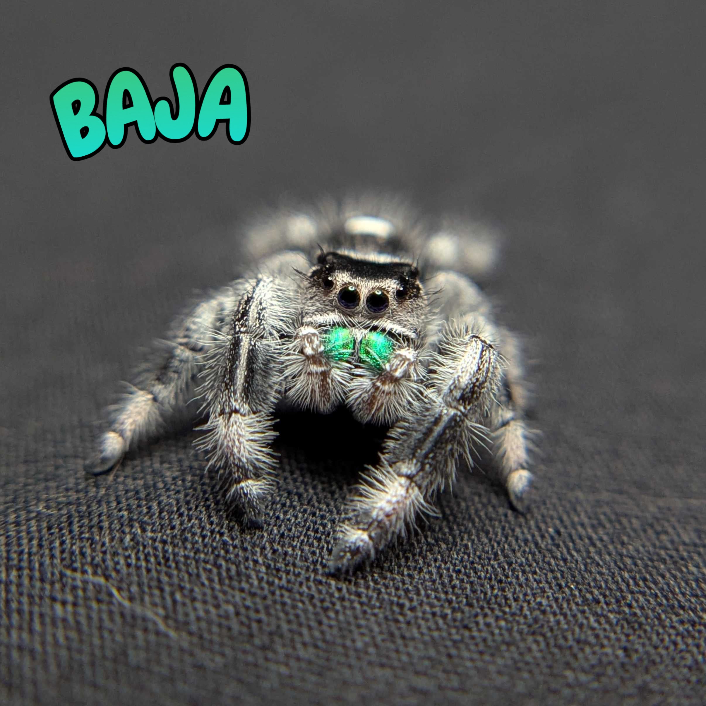 Regal Jumping Spider "Baja”