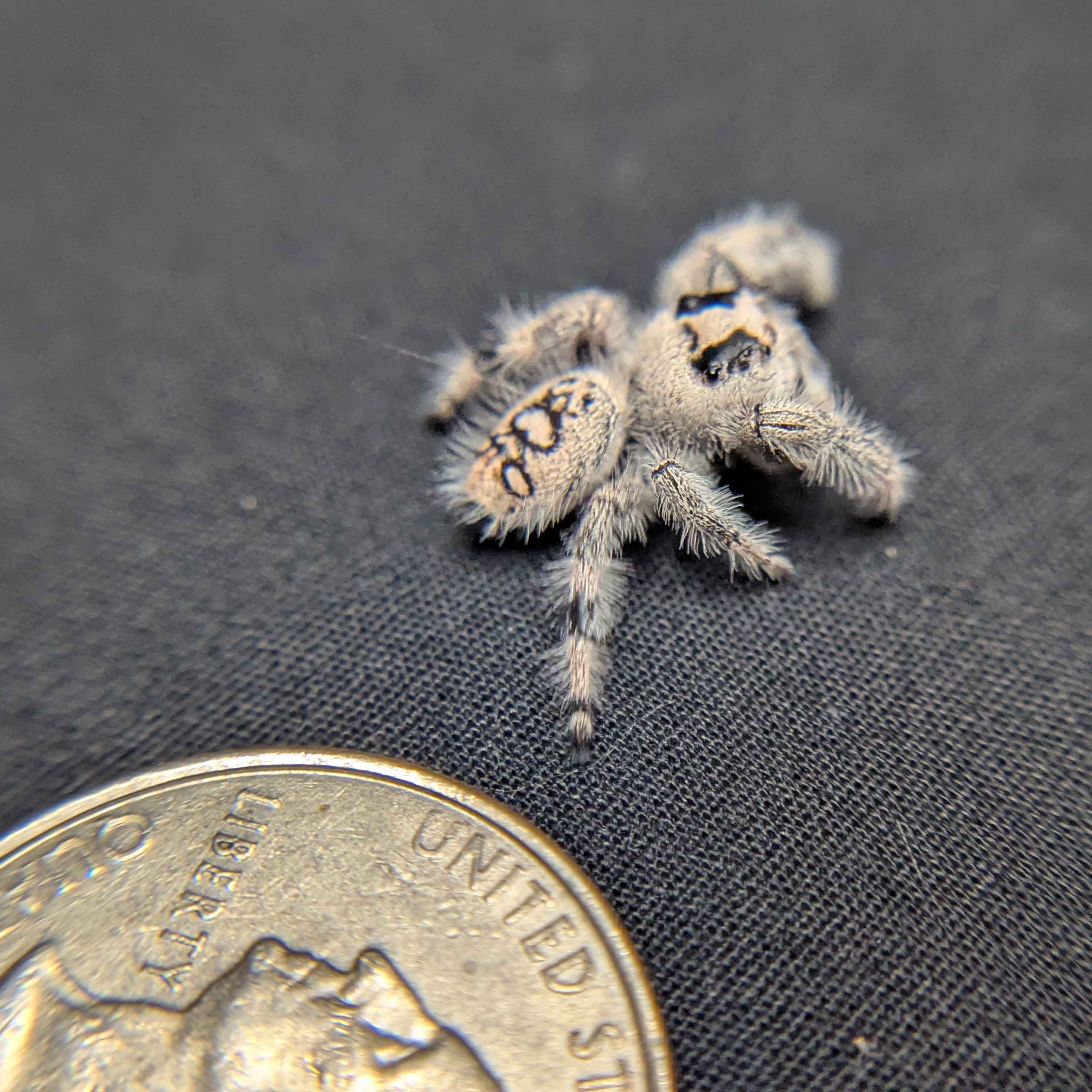 Regal Jumping Spider "Casper"