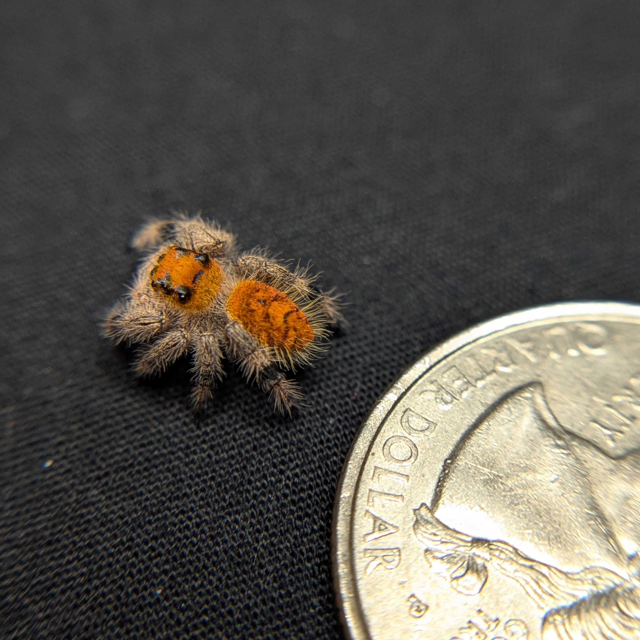 Regal Jumping Spider "Sunblush"